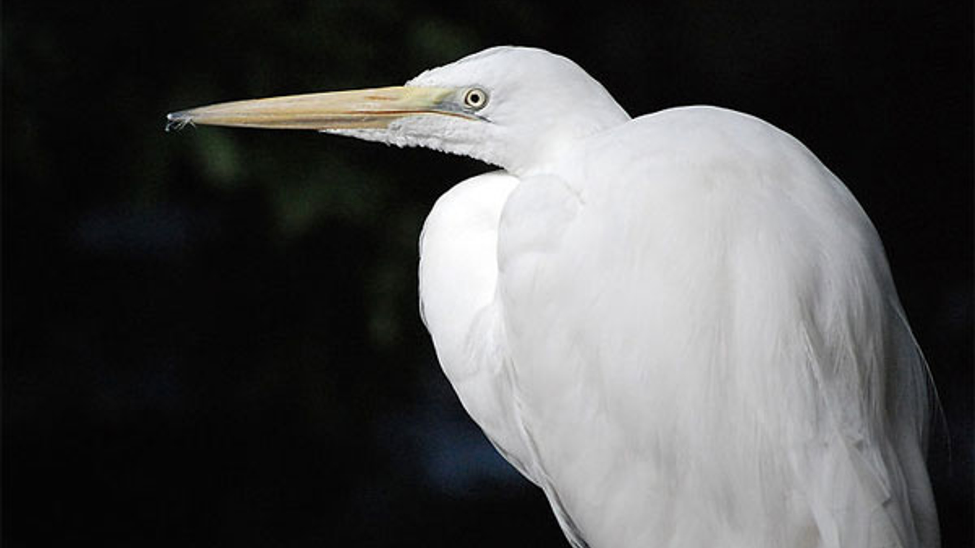 grote_zilverreiger_04.jpg