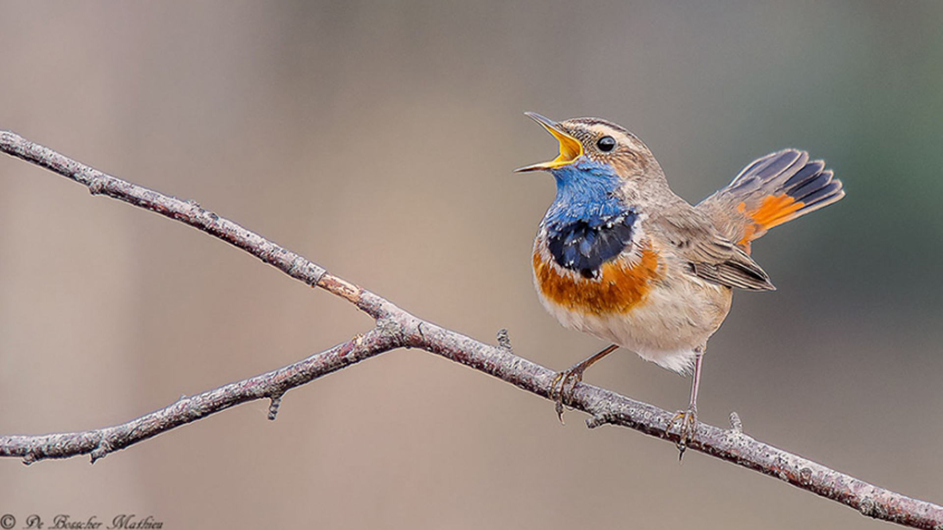 blauwborst_5aa7853347a54_medium