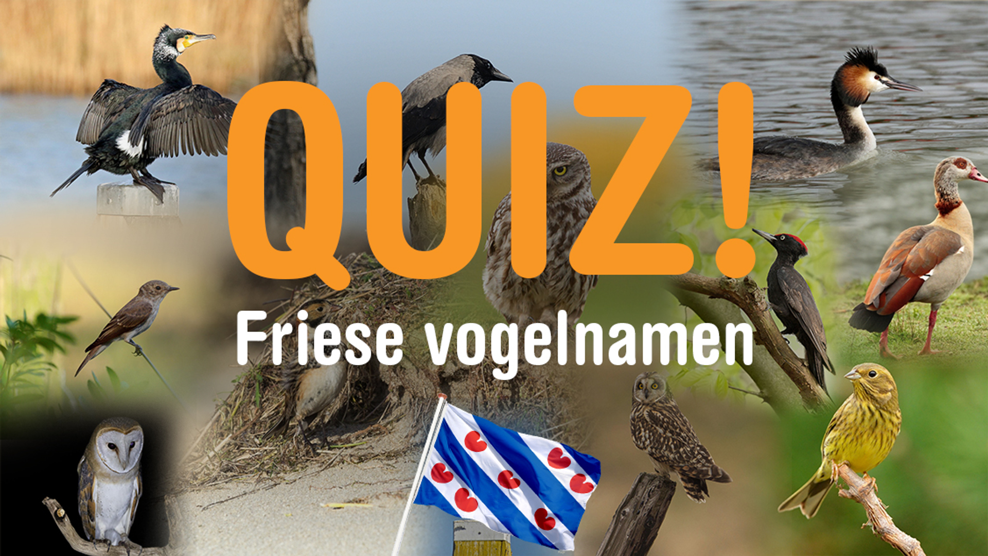 Friese vogelnamen_thumbnail