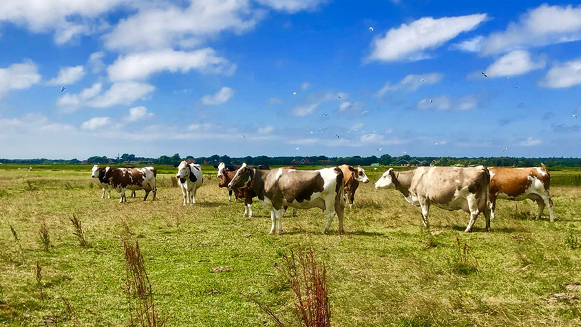 Koeien terschelling