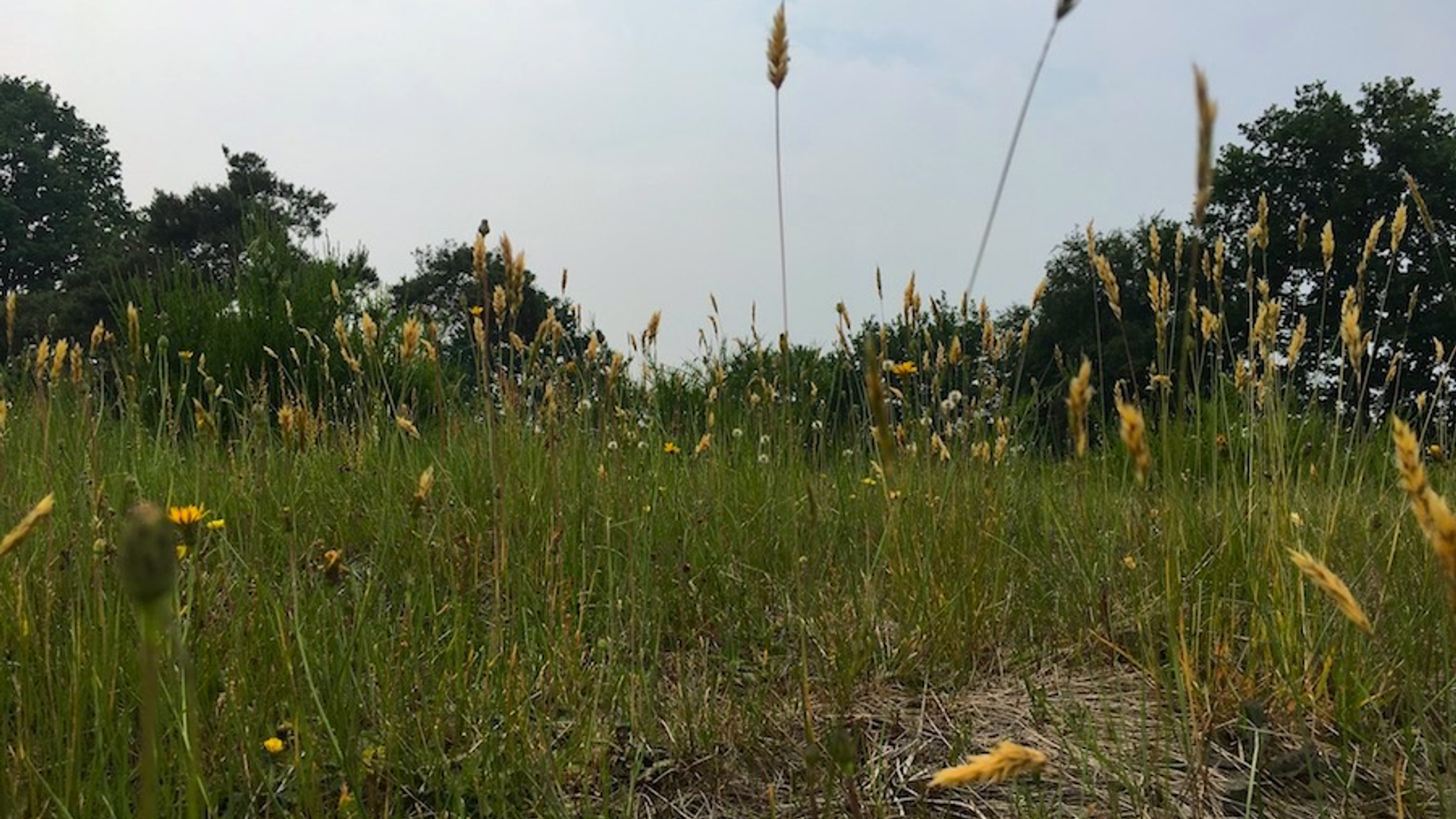 Woensdrechtse duintjes