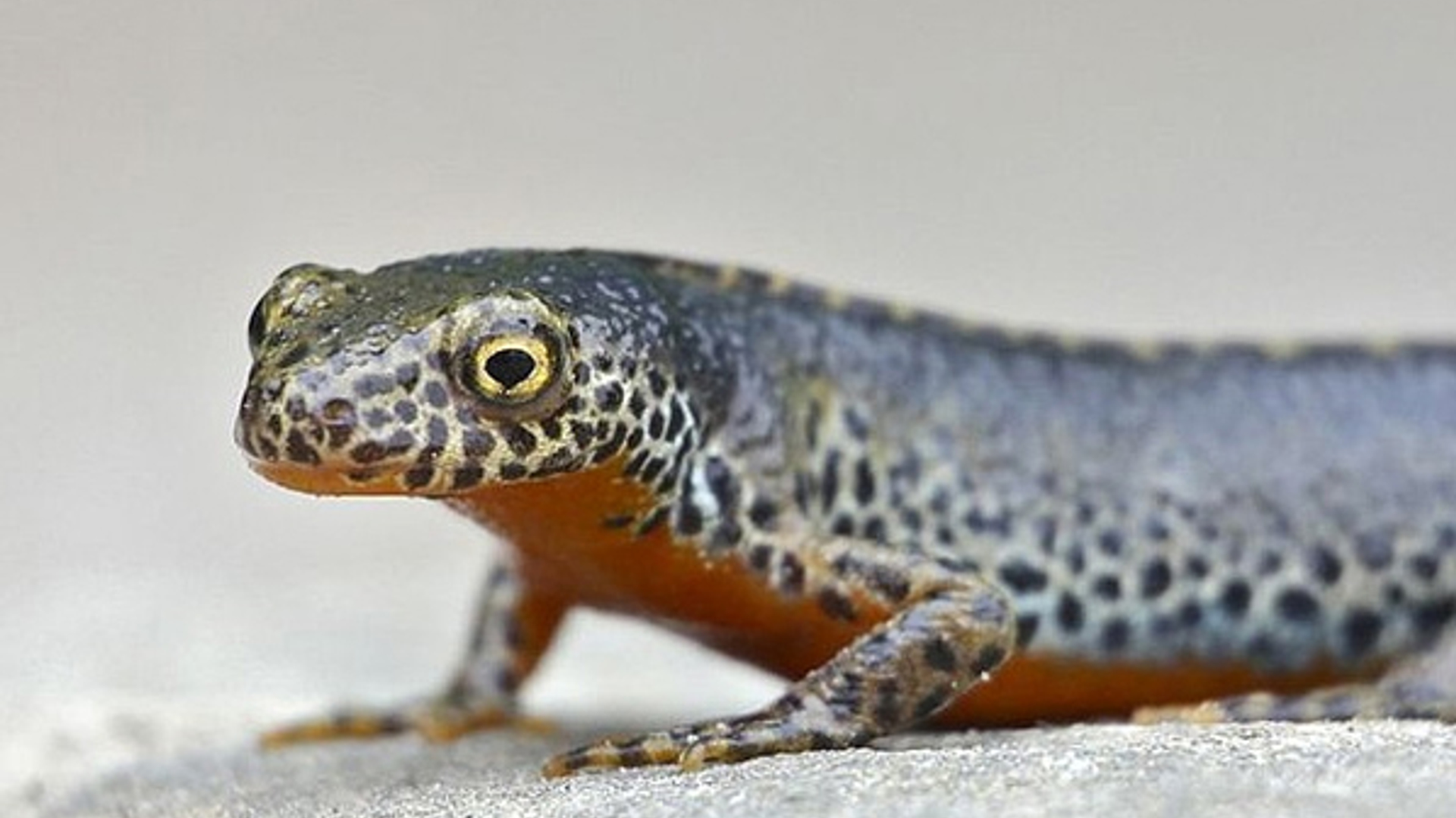 alpenwatersalamander2.jpg