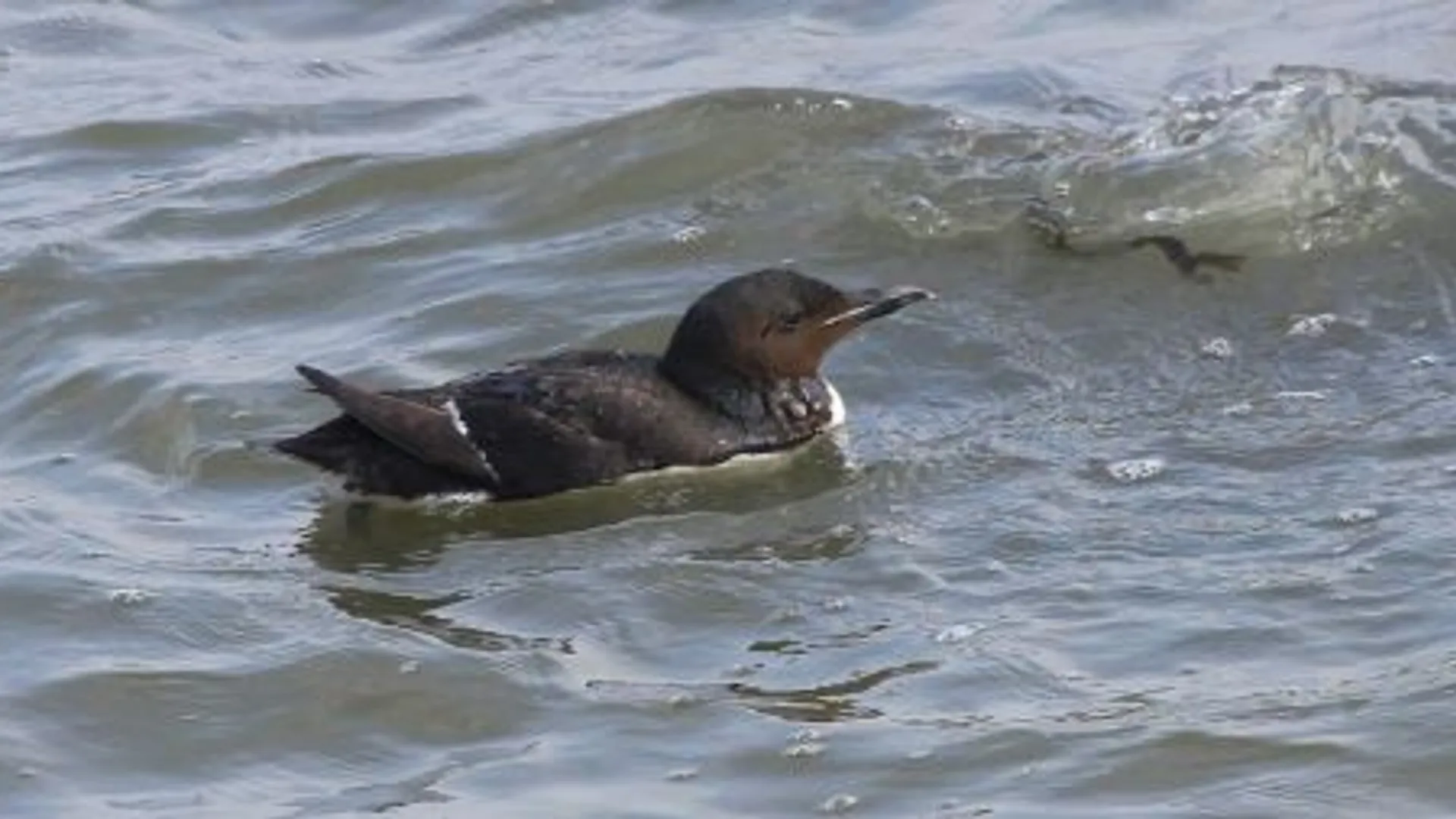 kortbekzeekoet2_lauwersoog_290712_01.jpg