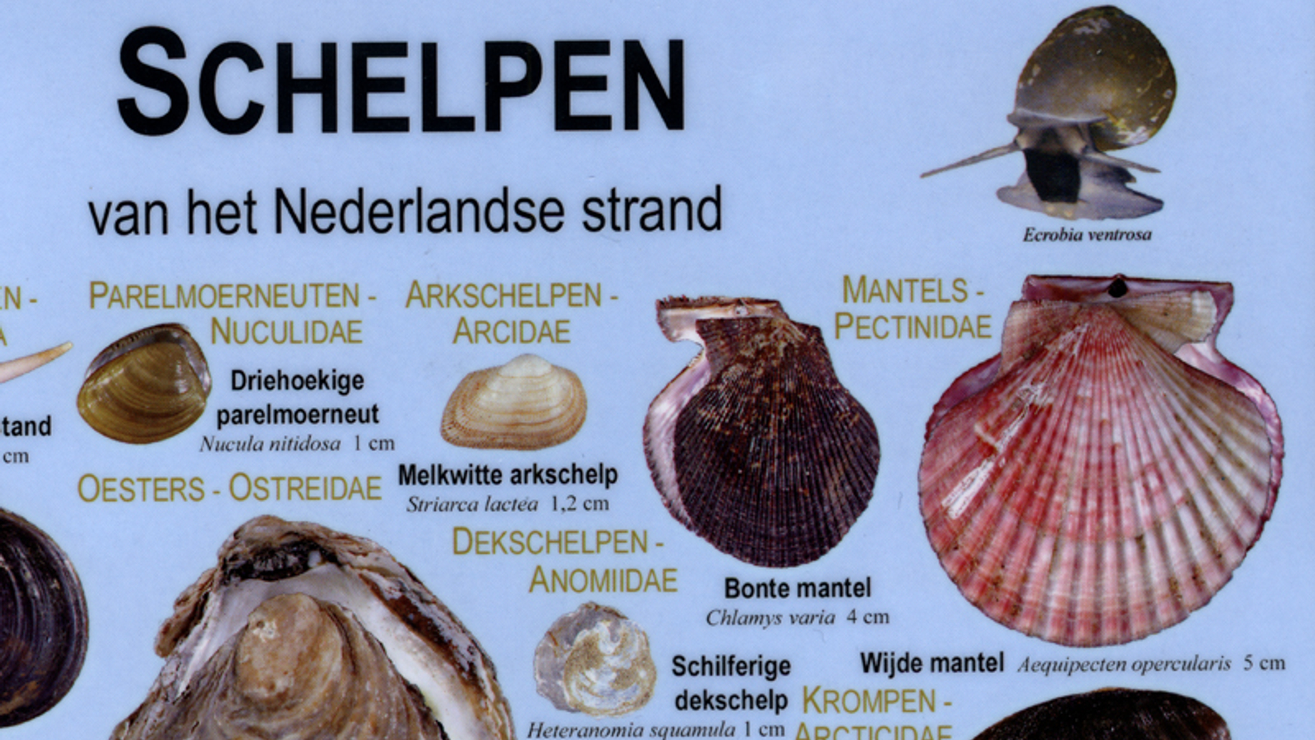 schelpenzoekkaart.JPG