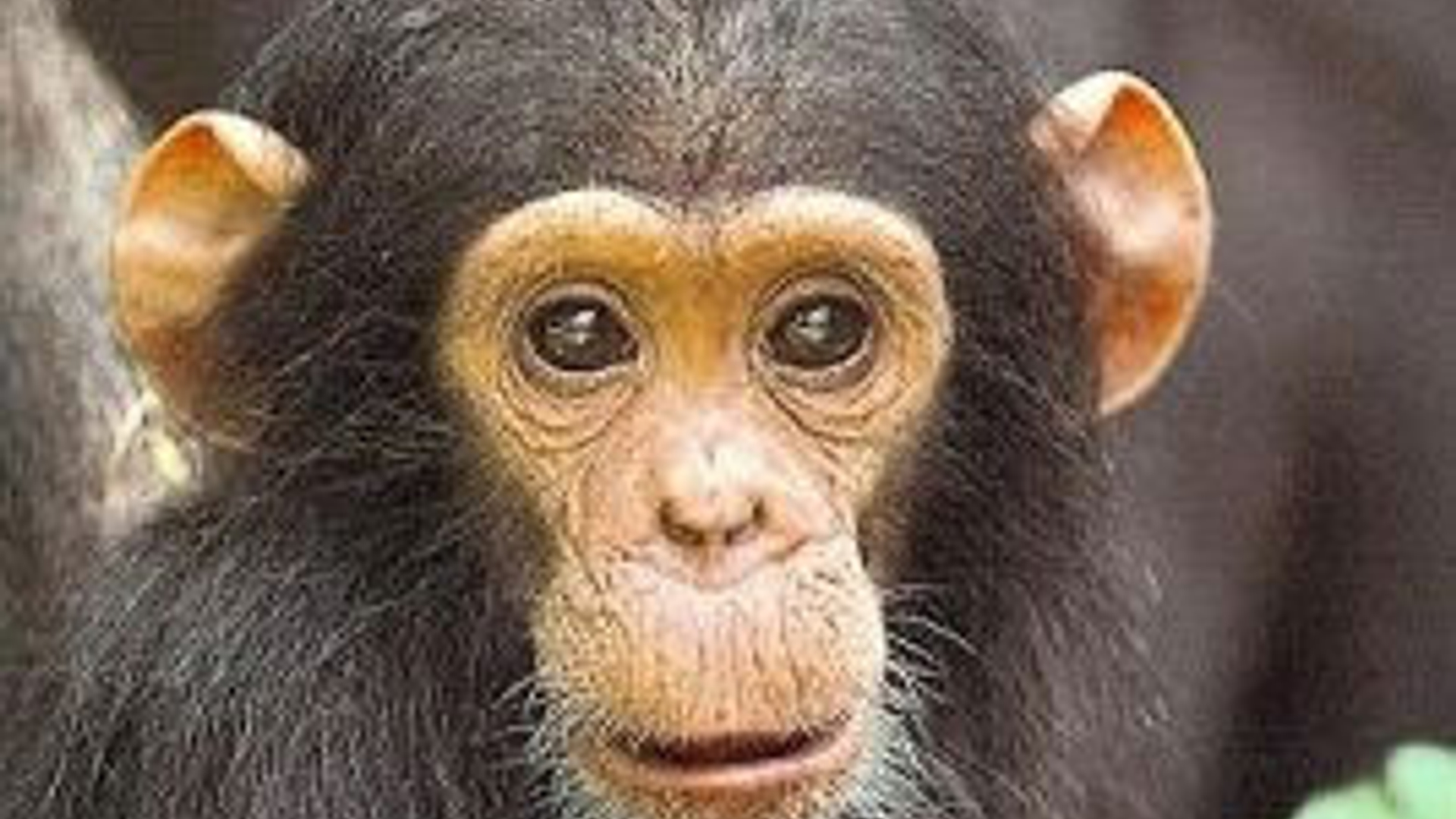 chimbo-chimp_01.jpg