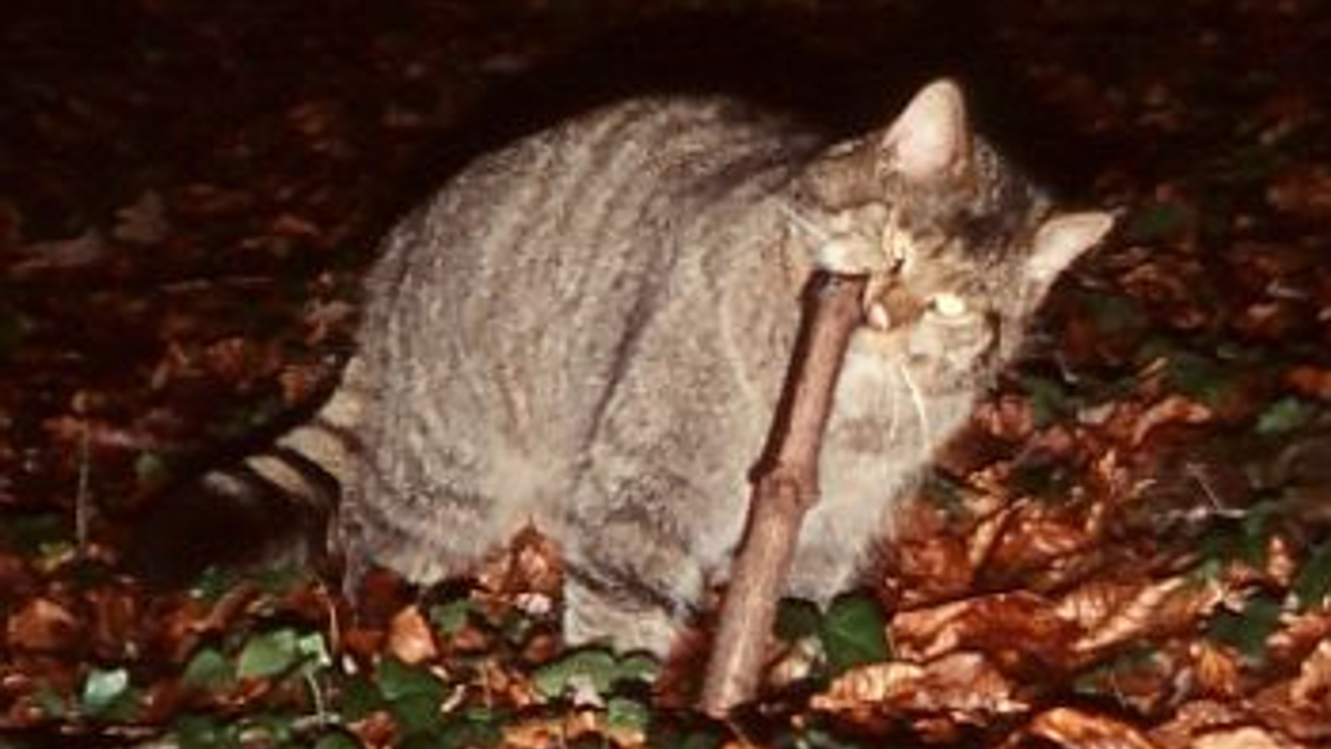 wildekat.jpg
