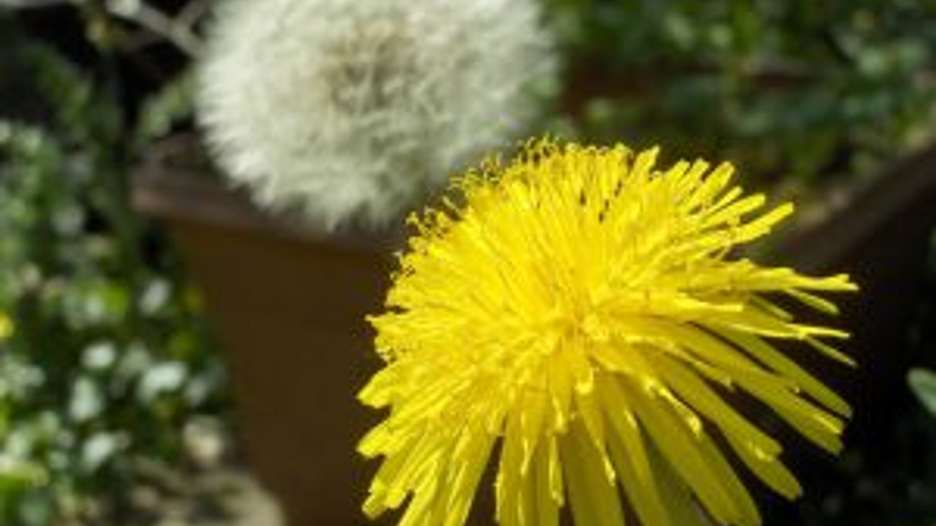 848702_dandelions_02.jpg