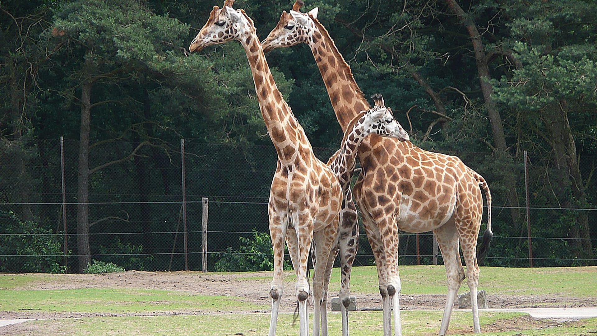 Giraffen.jpg