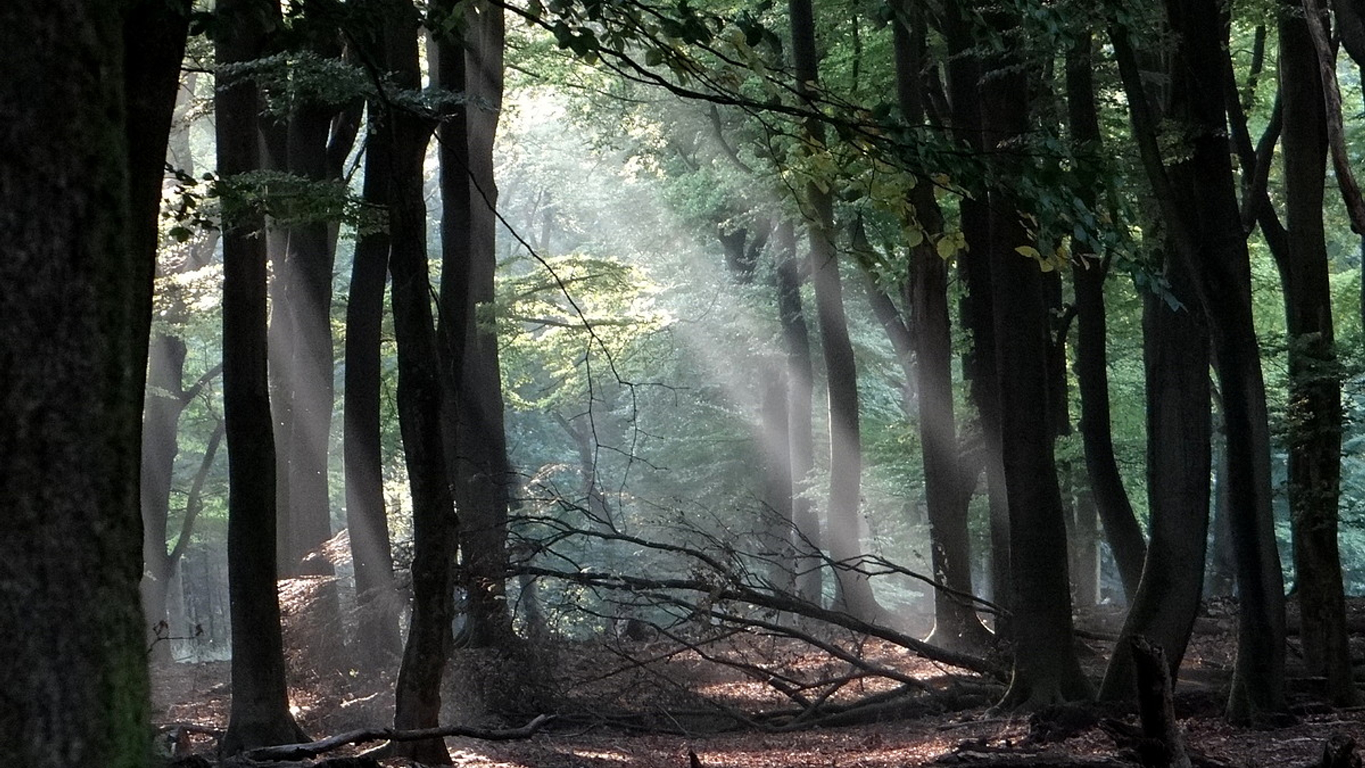 bos_veluwe.jpg