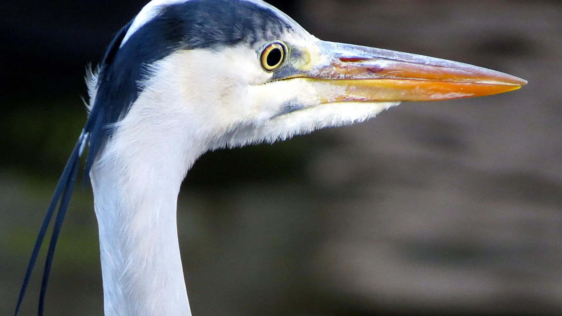 reiger_10.jpg