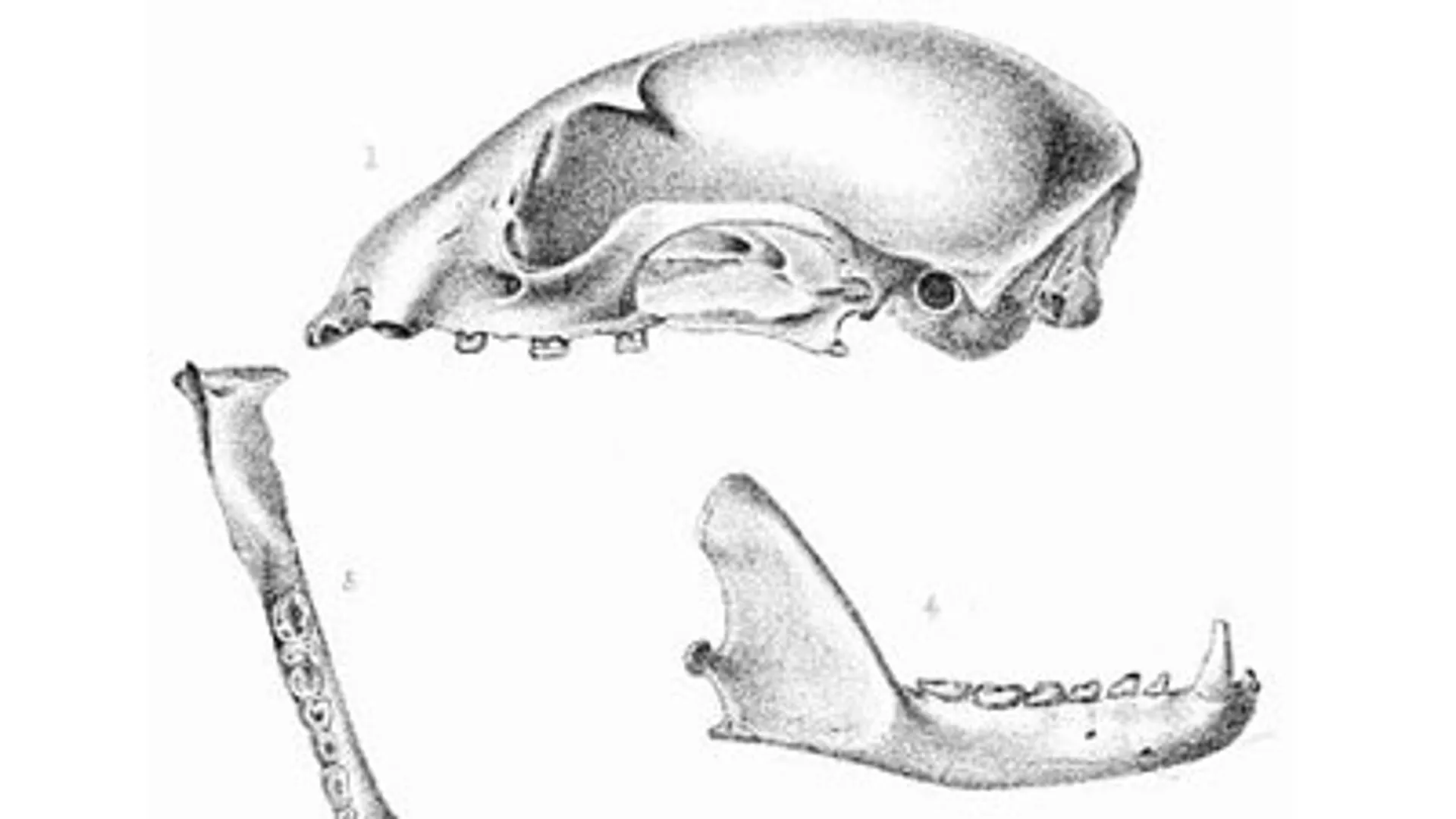 skull_wiki_2.jpg
