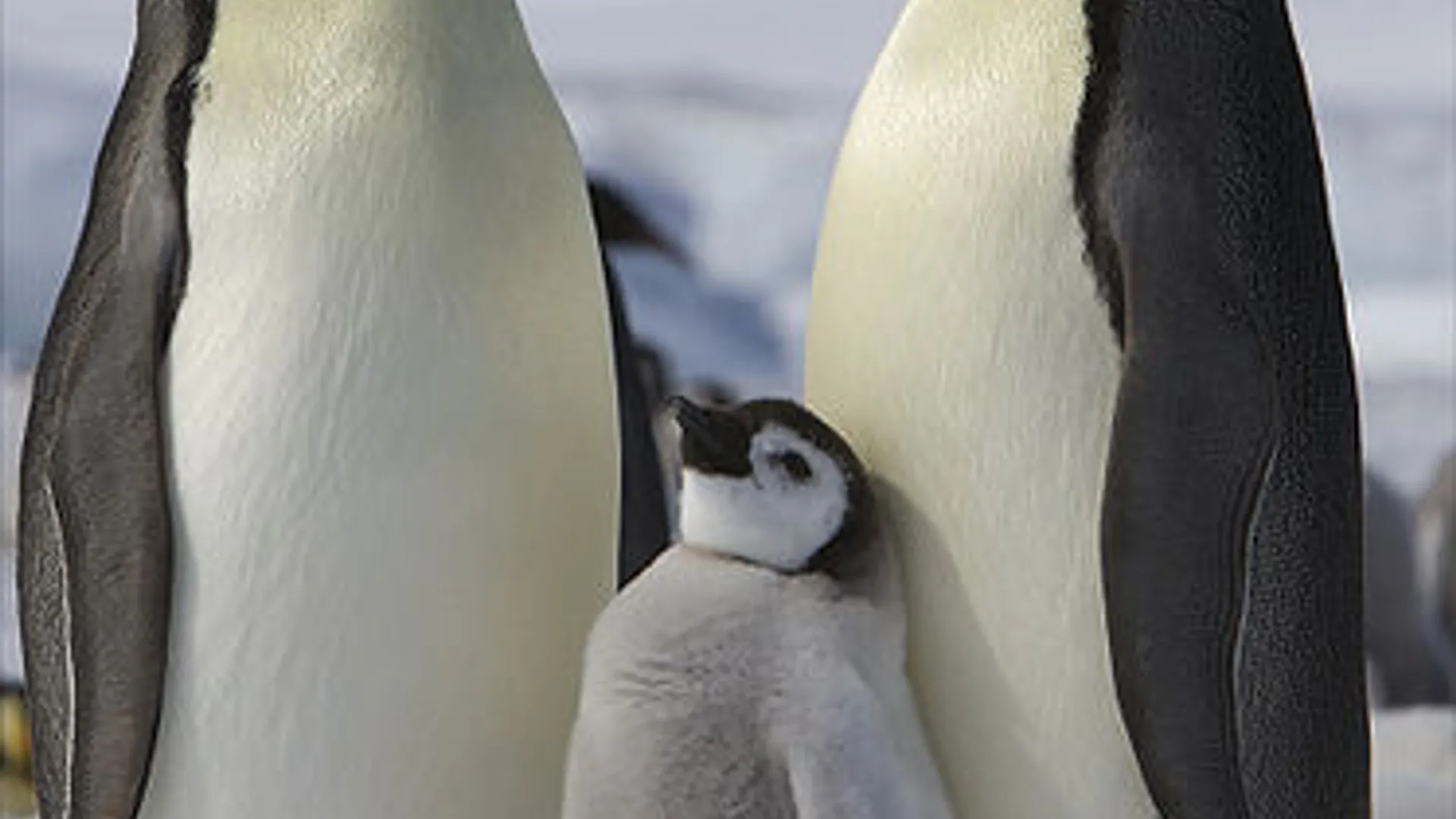 pinguin_15.jpg