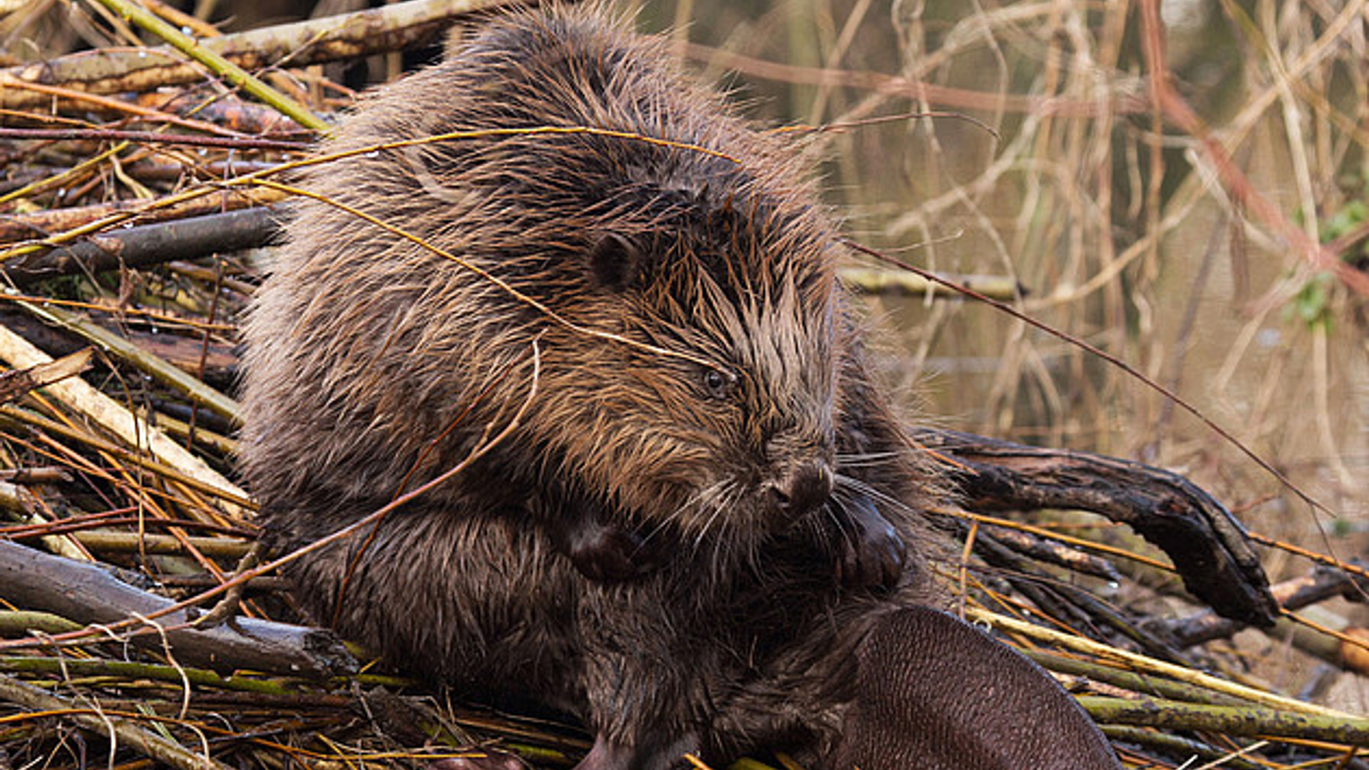 poetsende_bever.jpg