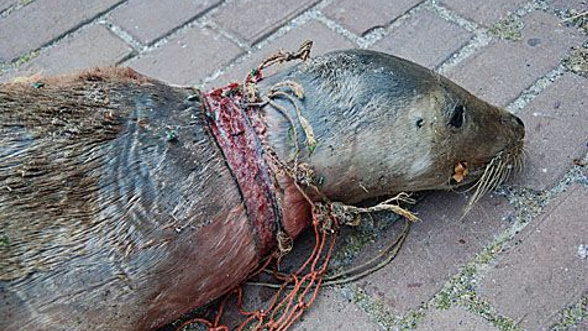 grijze-zeehond-netslachtoffer-sk.jpg