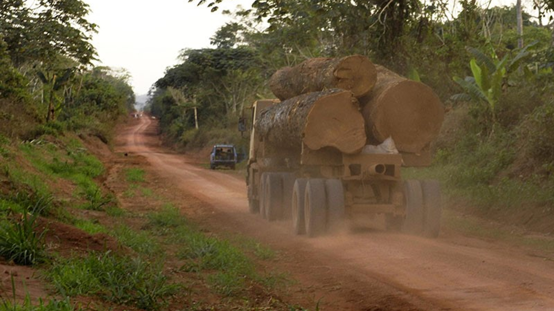 logging.jpg