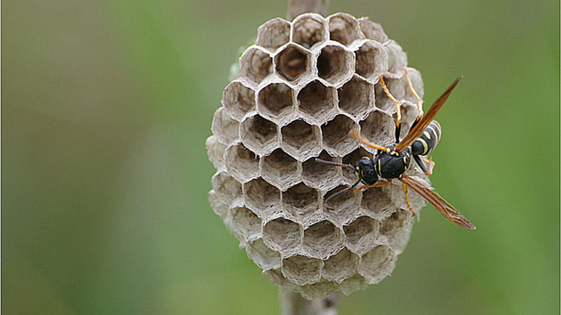 wespennest