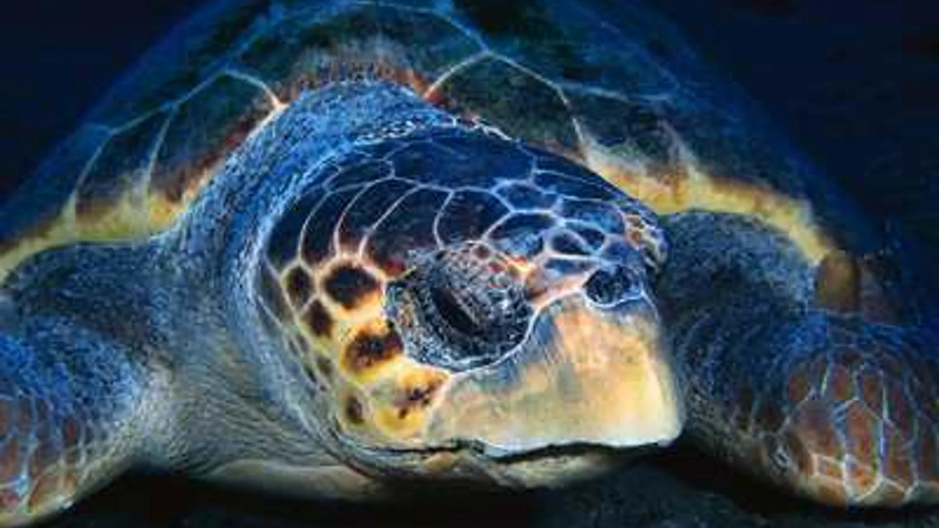 zeeschildpad_12.jpg