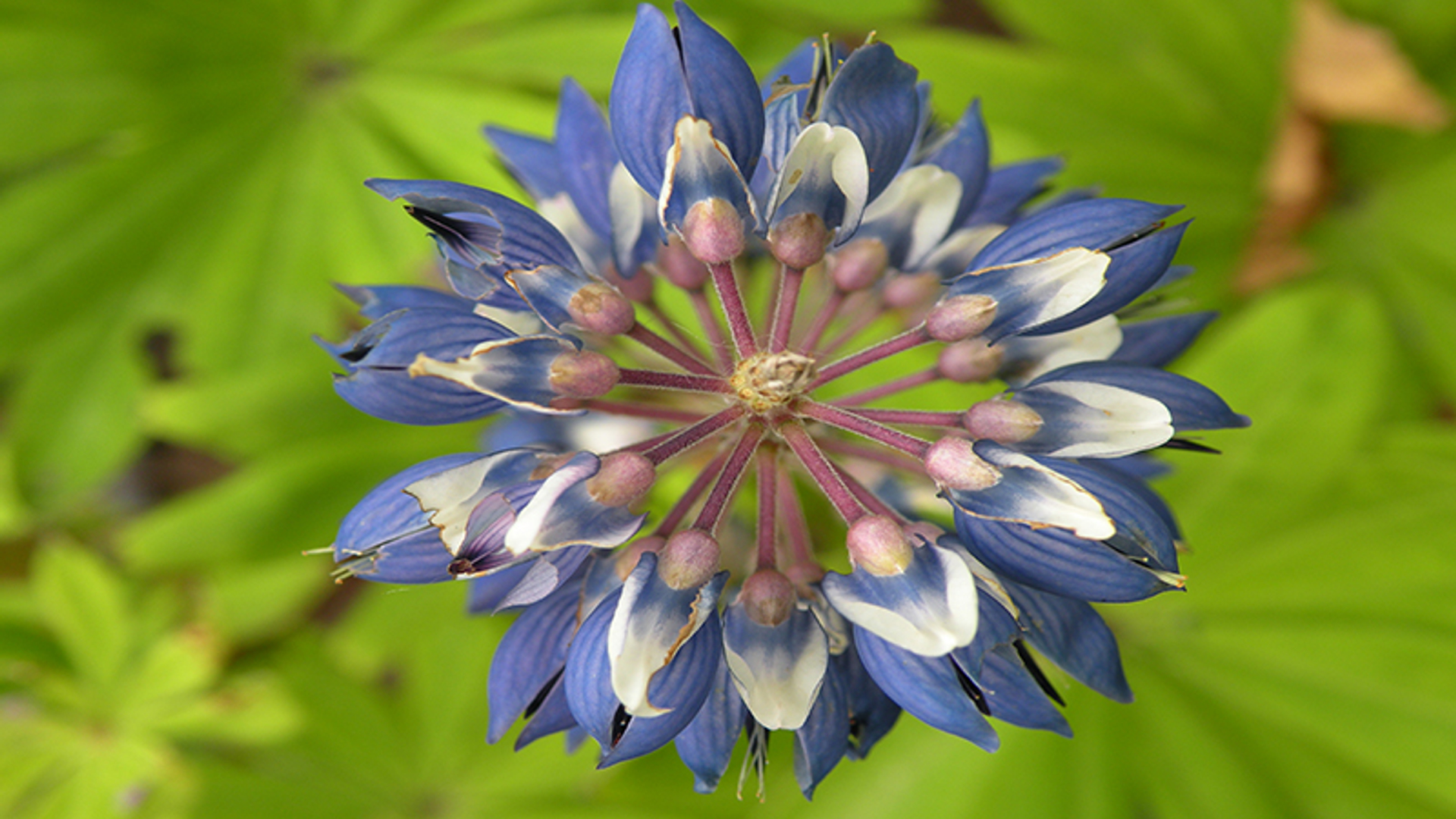 lupine