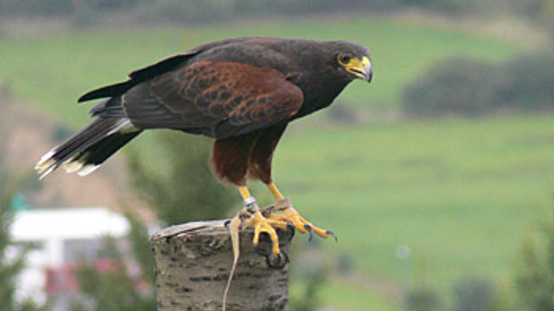 roofvogelshow_woestijnbuize.jpg
