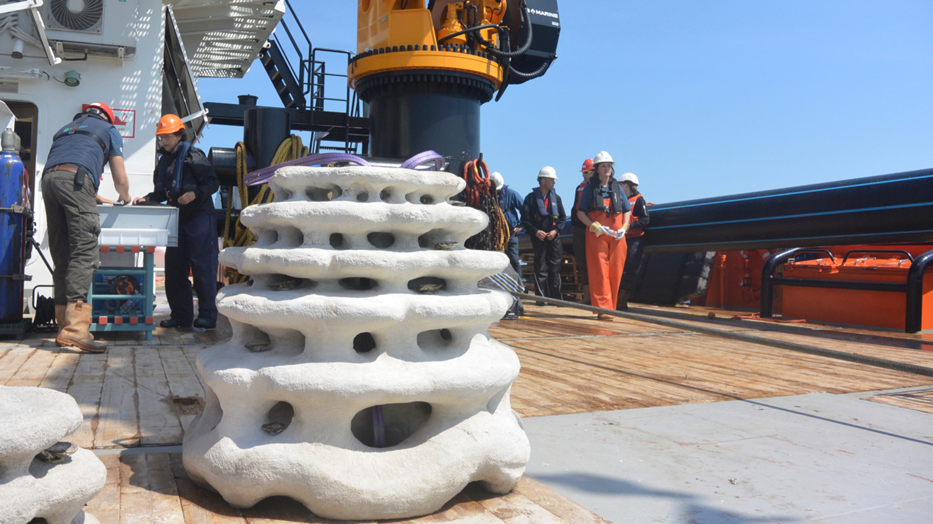 Oesterbank terug in de Noordzee