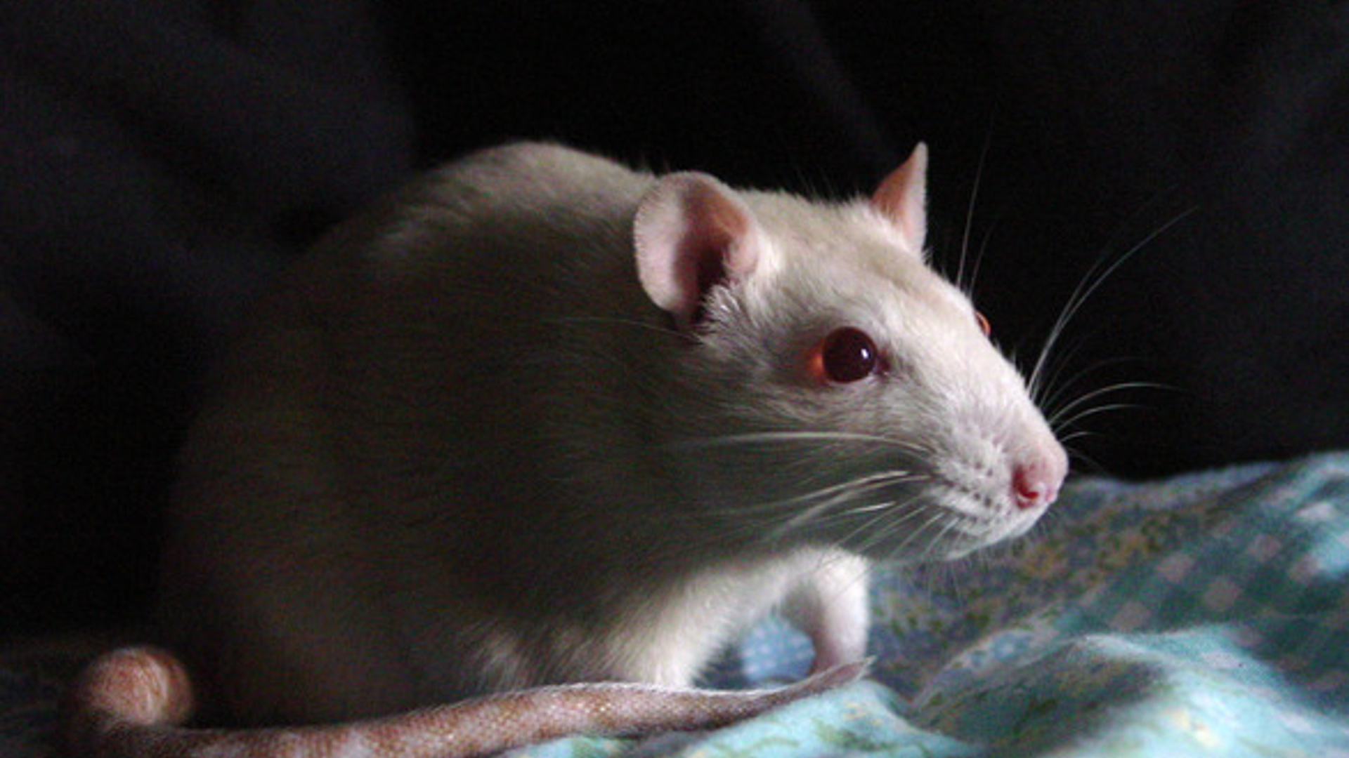carrie-the-rat-1565400.jpg