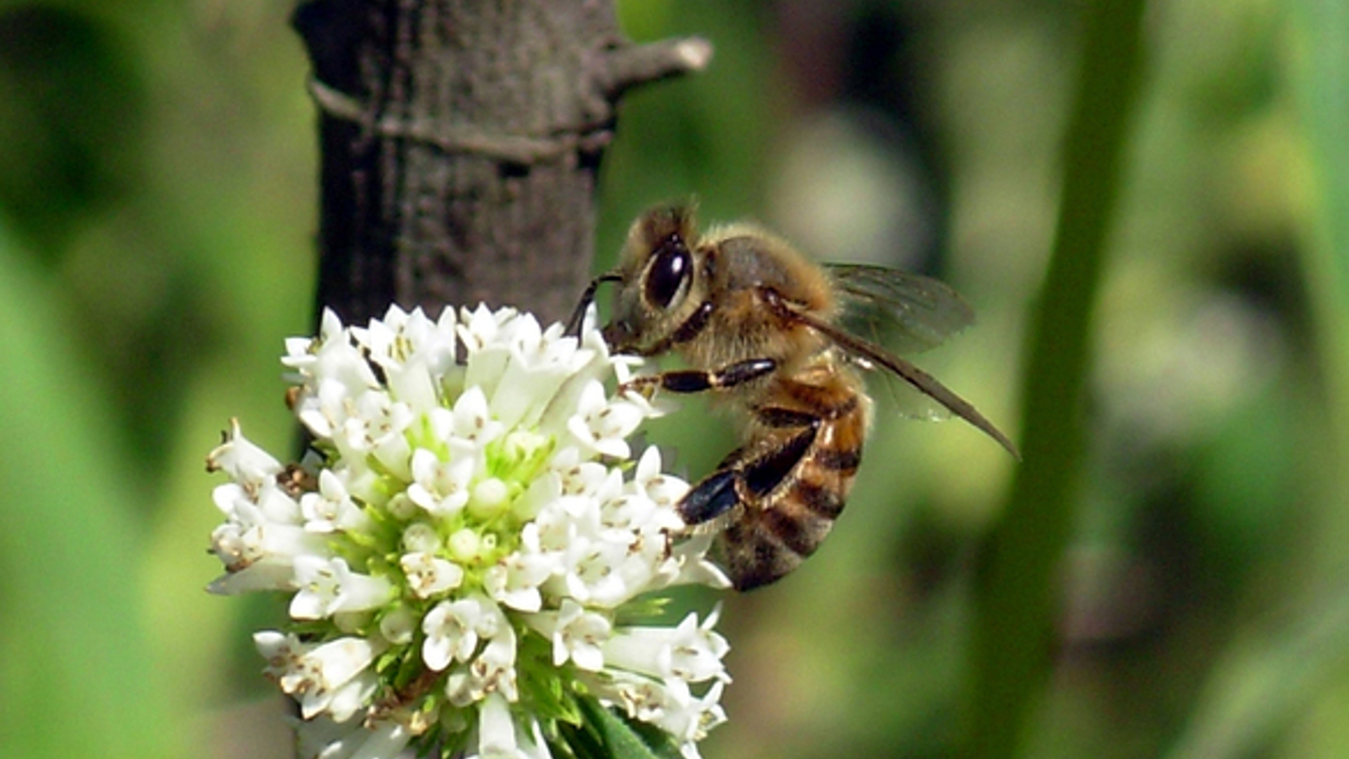 bee-1393893.jpg