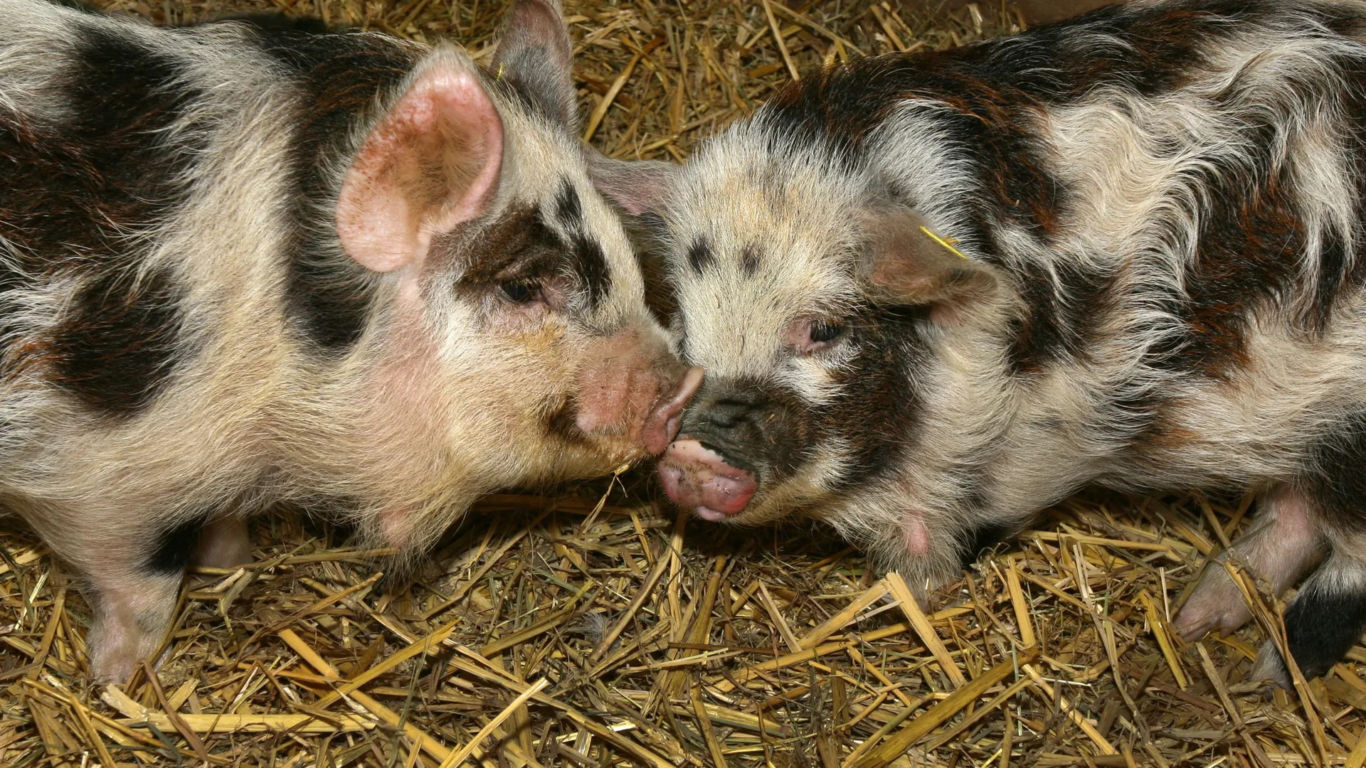 De_kune_kune_varkens_in_hun_nieuwe_verblijf._Foto_Artis__Ronald_van_Weeren.jpg