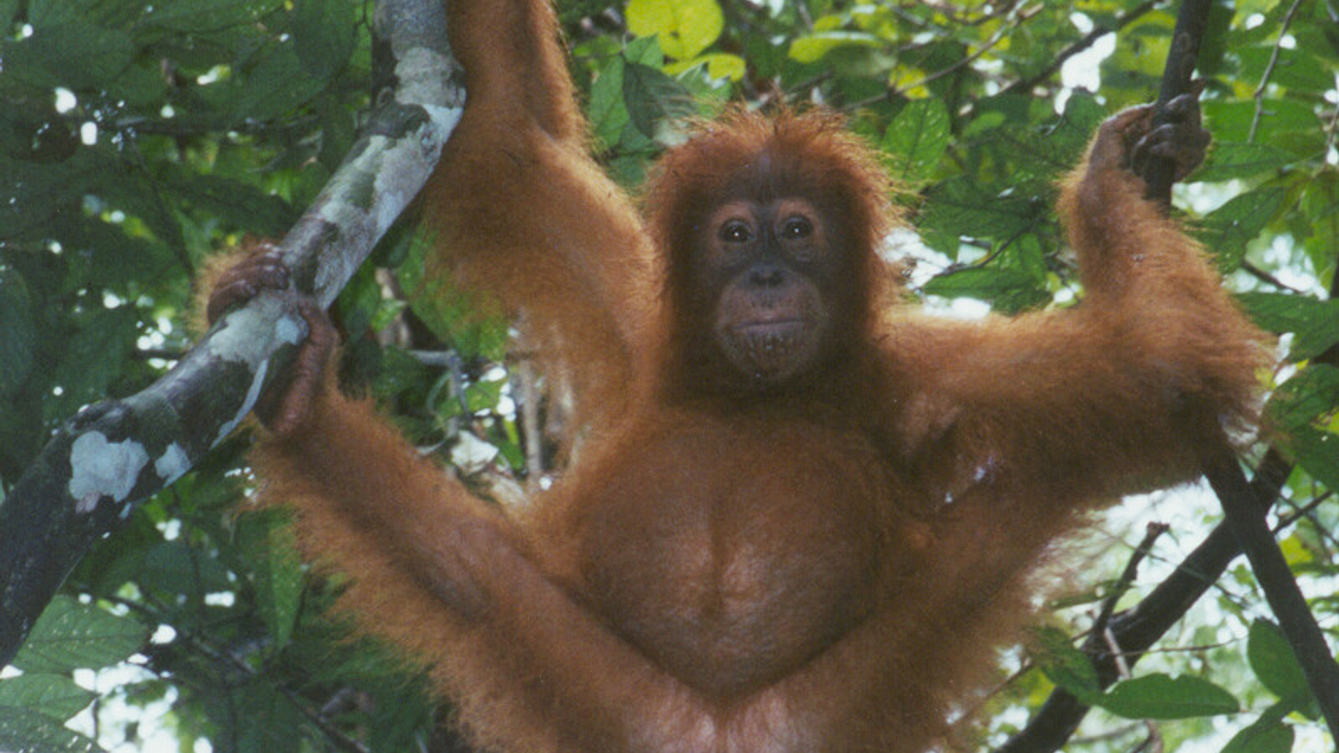 Orang utan