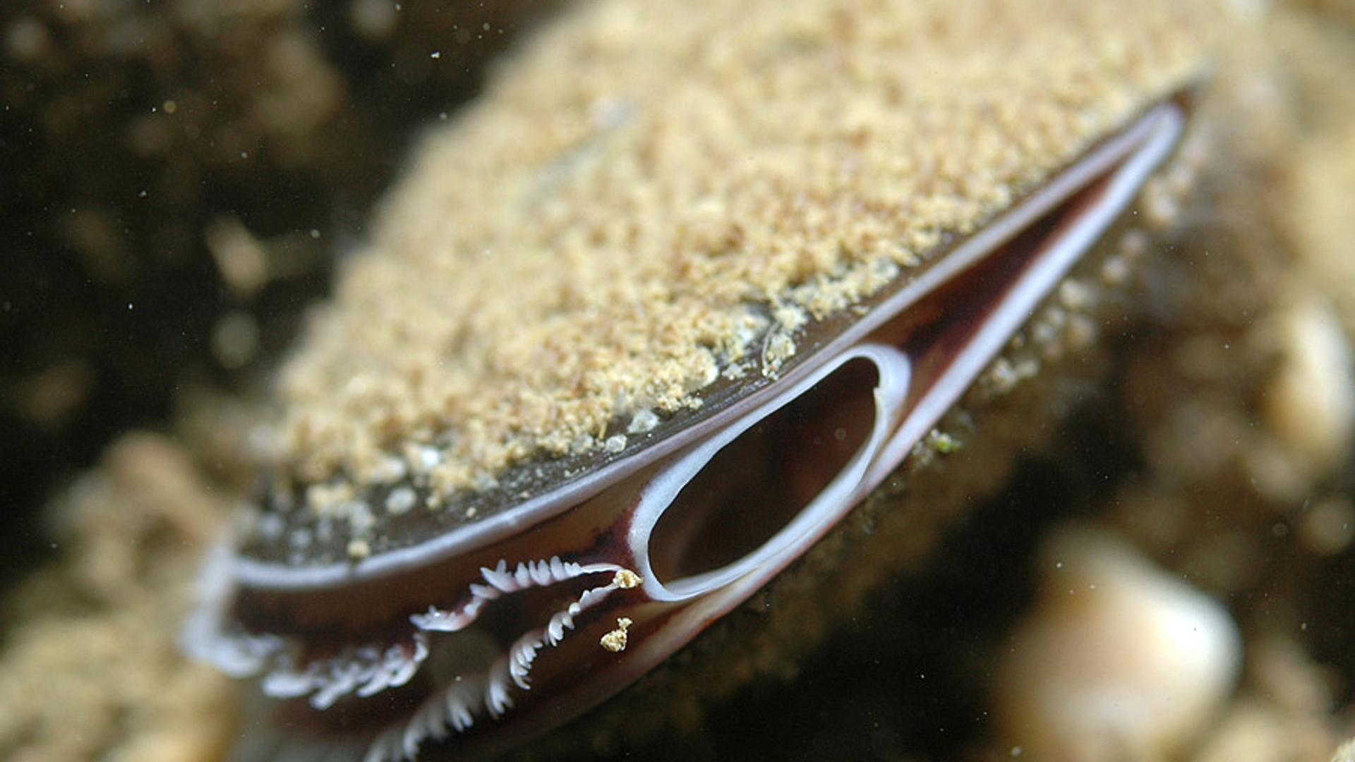 mossel_15.jpg