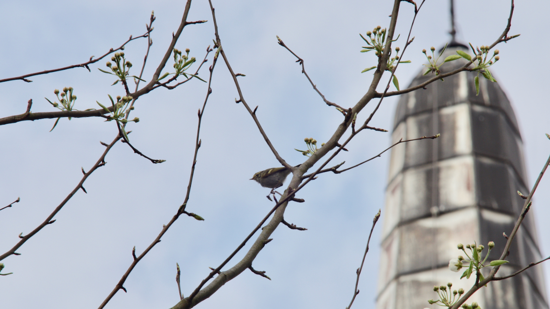 Pallas' boszanger Haarlem