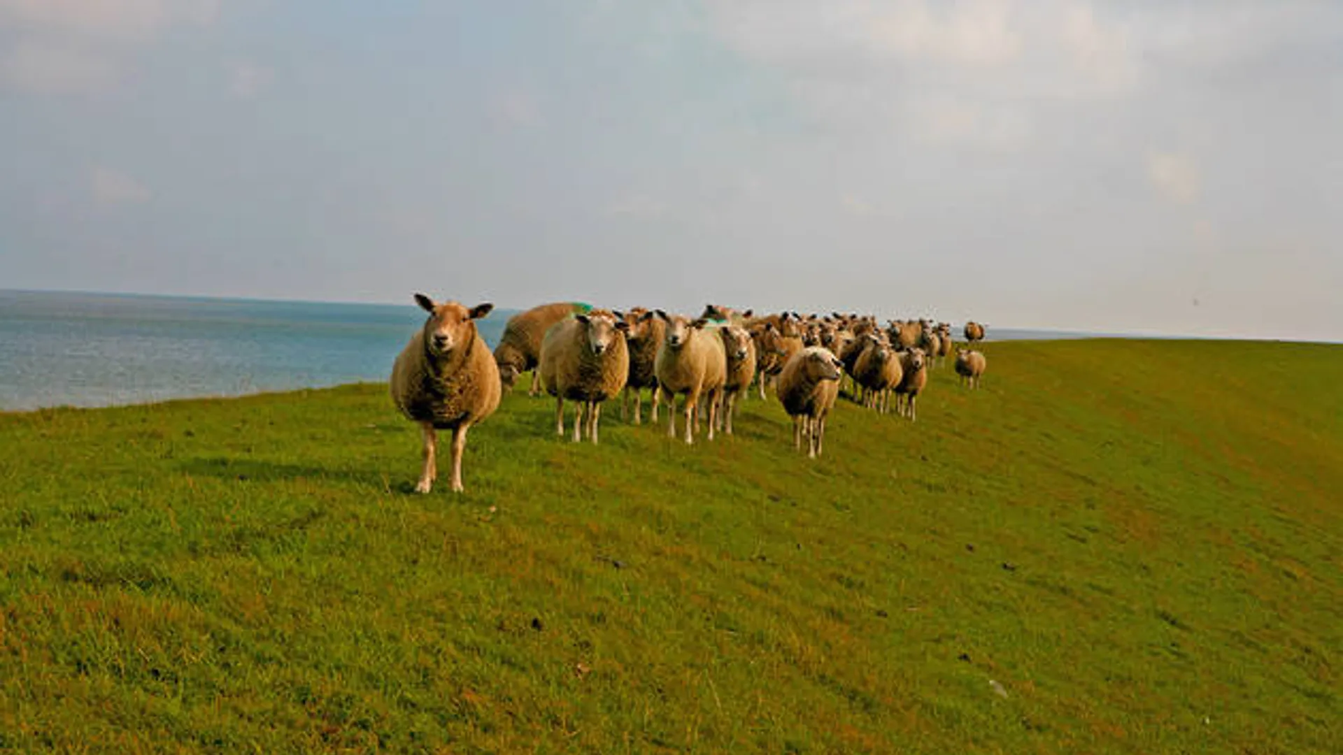 schapen_06.jpg