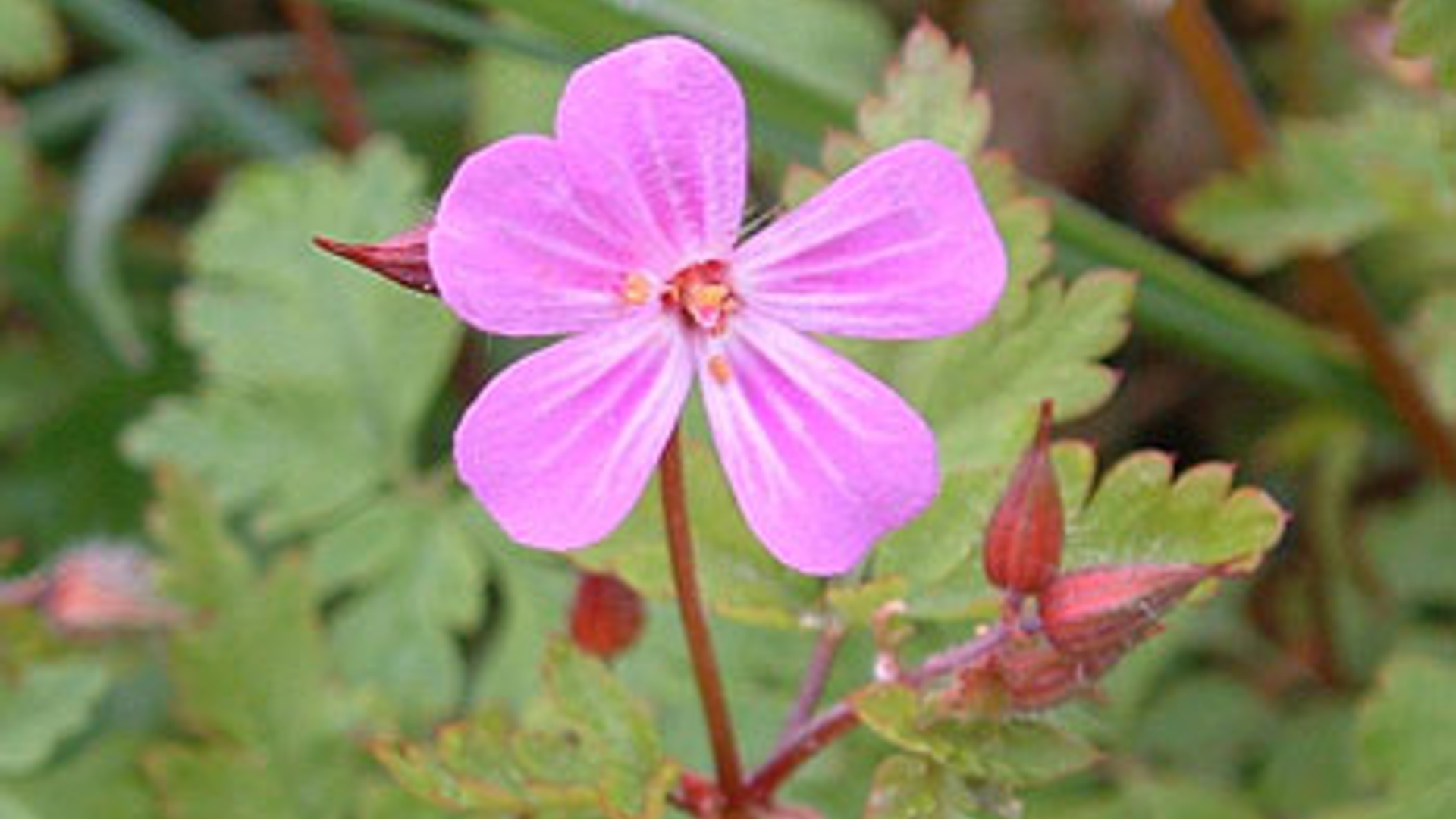 geranium.jpg