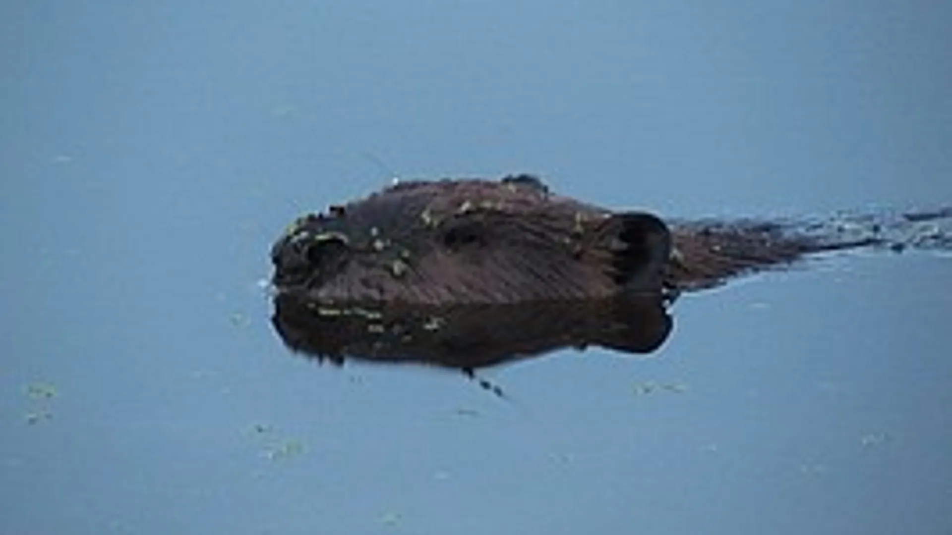 bever_15.jpg