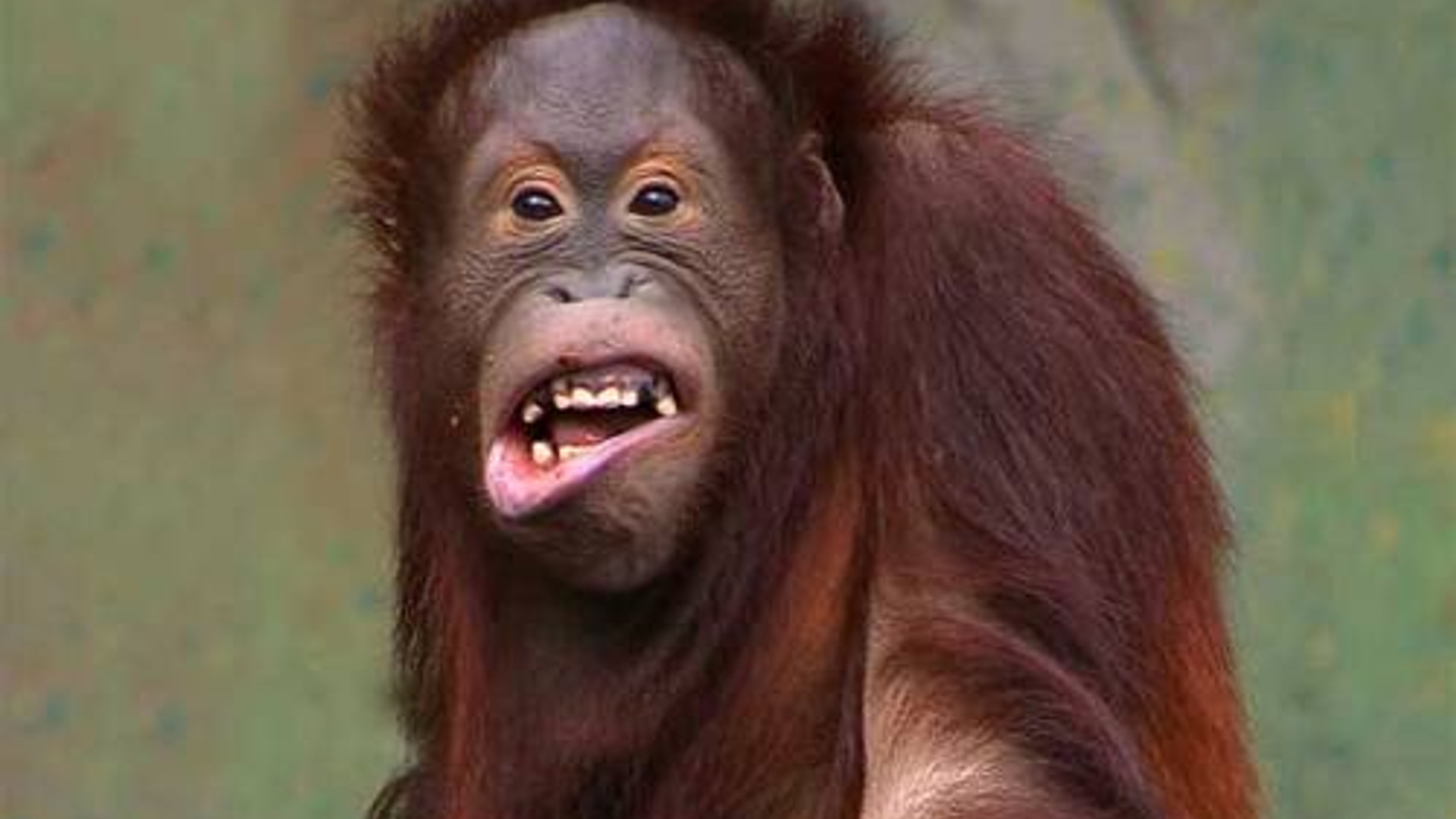 orang_01.jpg
