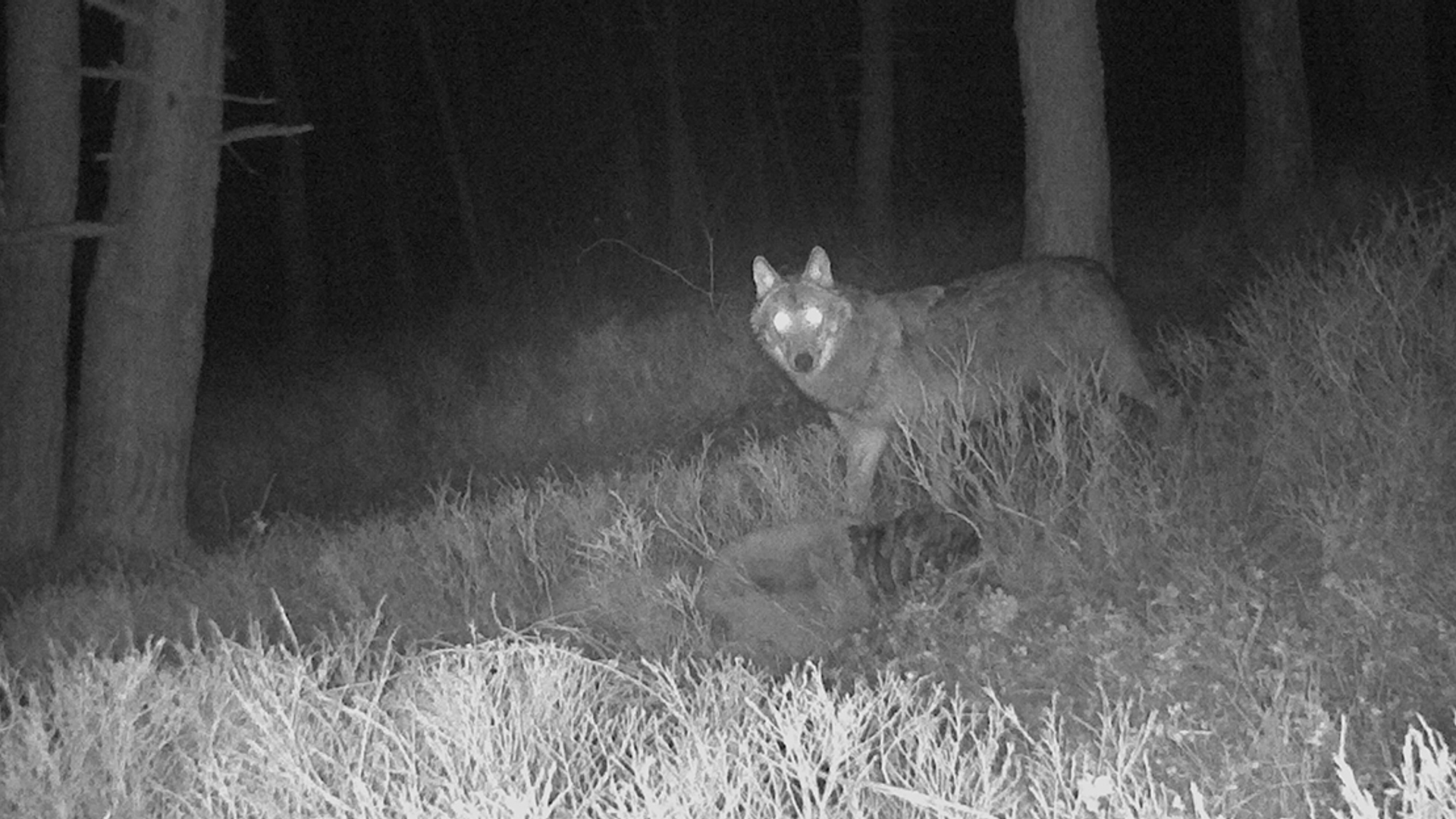 wolf_natuurmonumenten