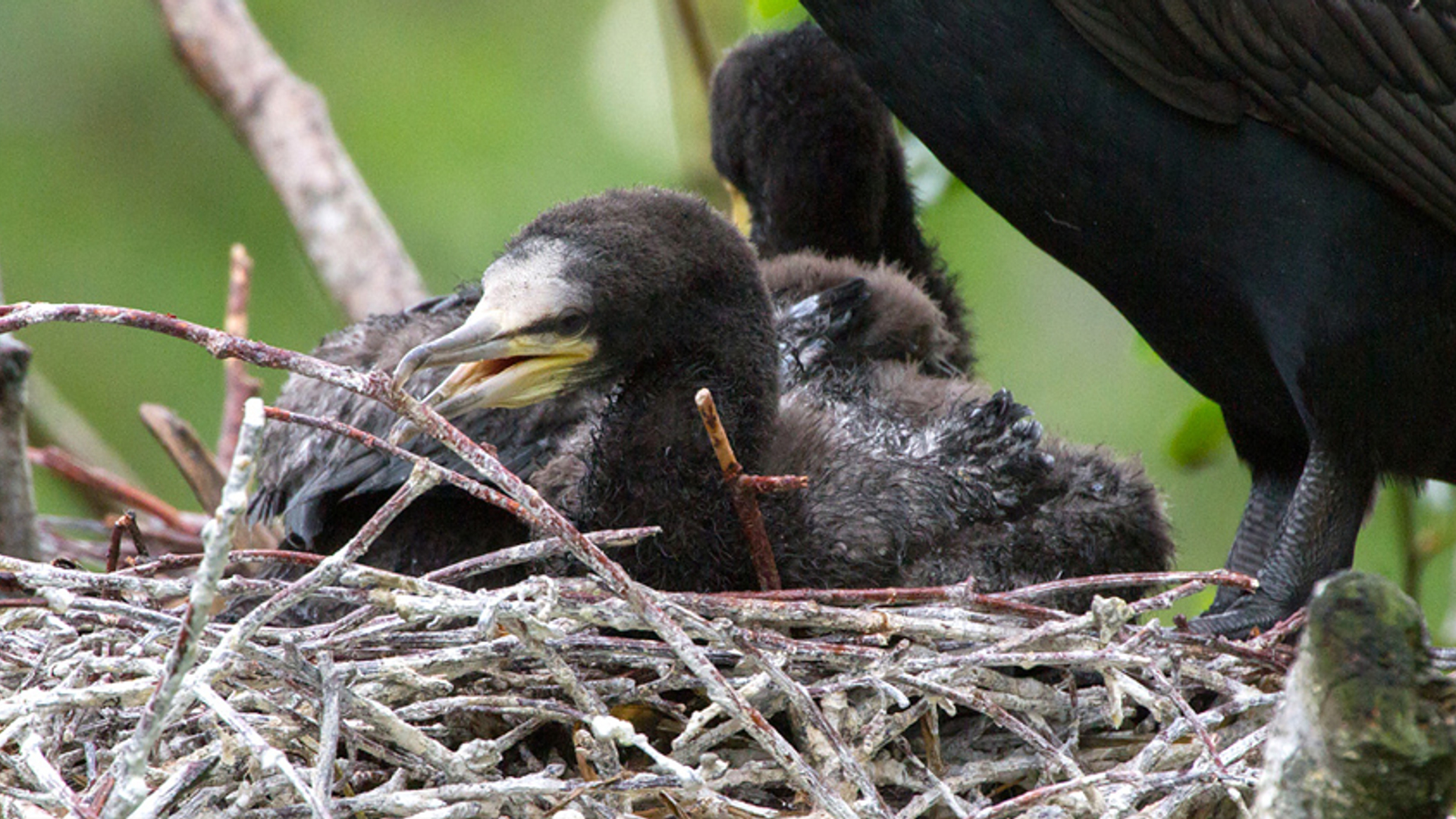 Jonge aalscholvers op nest