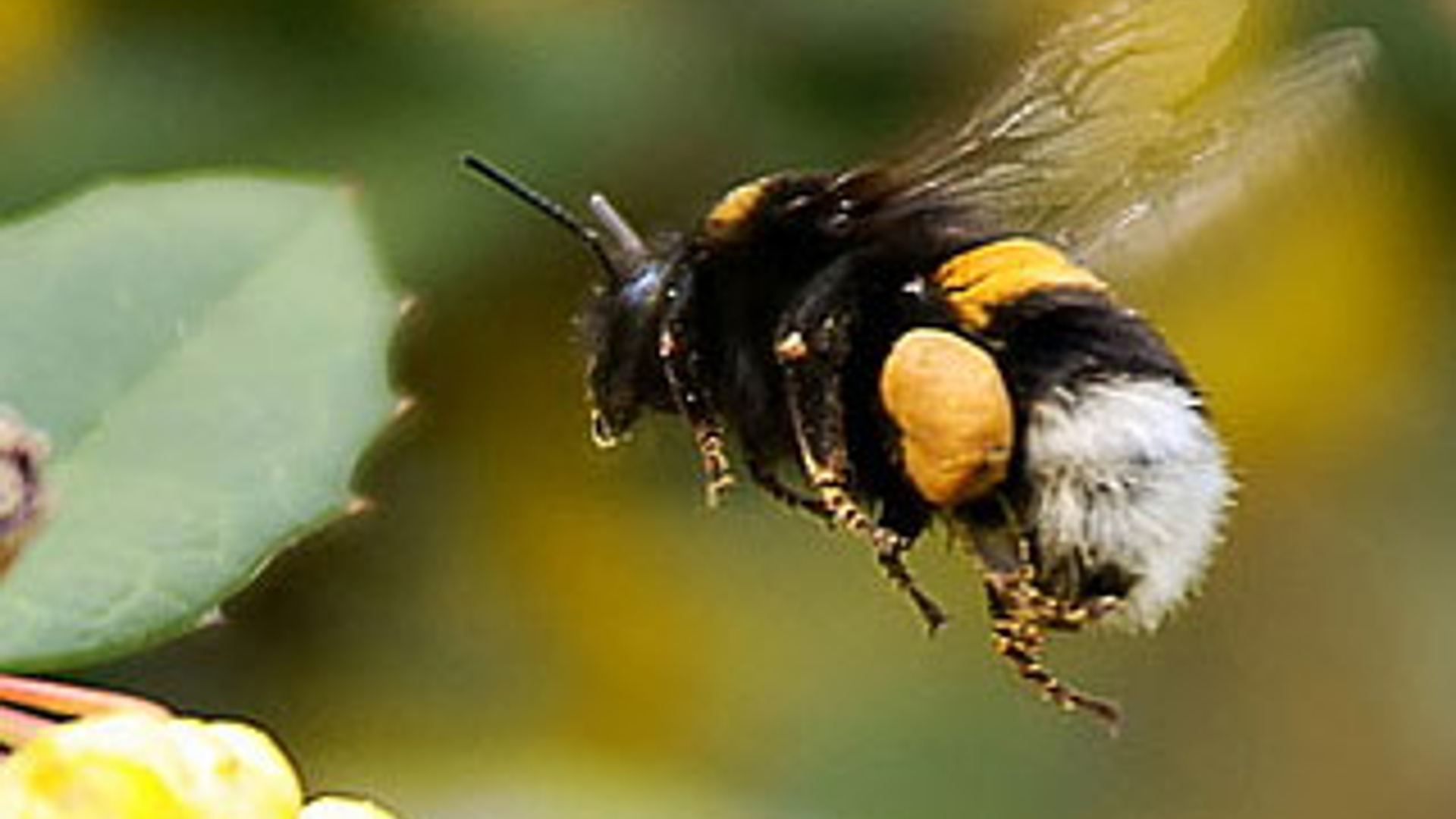 hommel_11.jpg