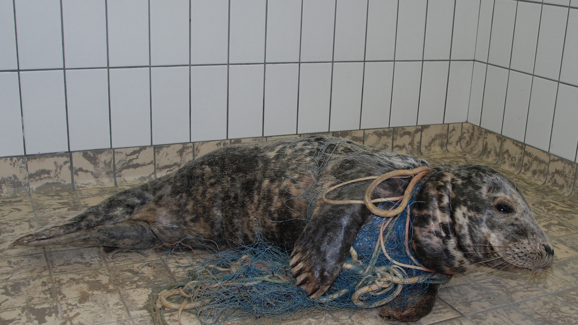 grijze-zeehond-beau-visnet.jpg