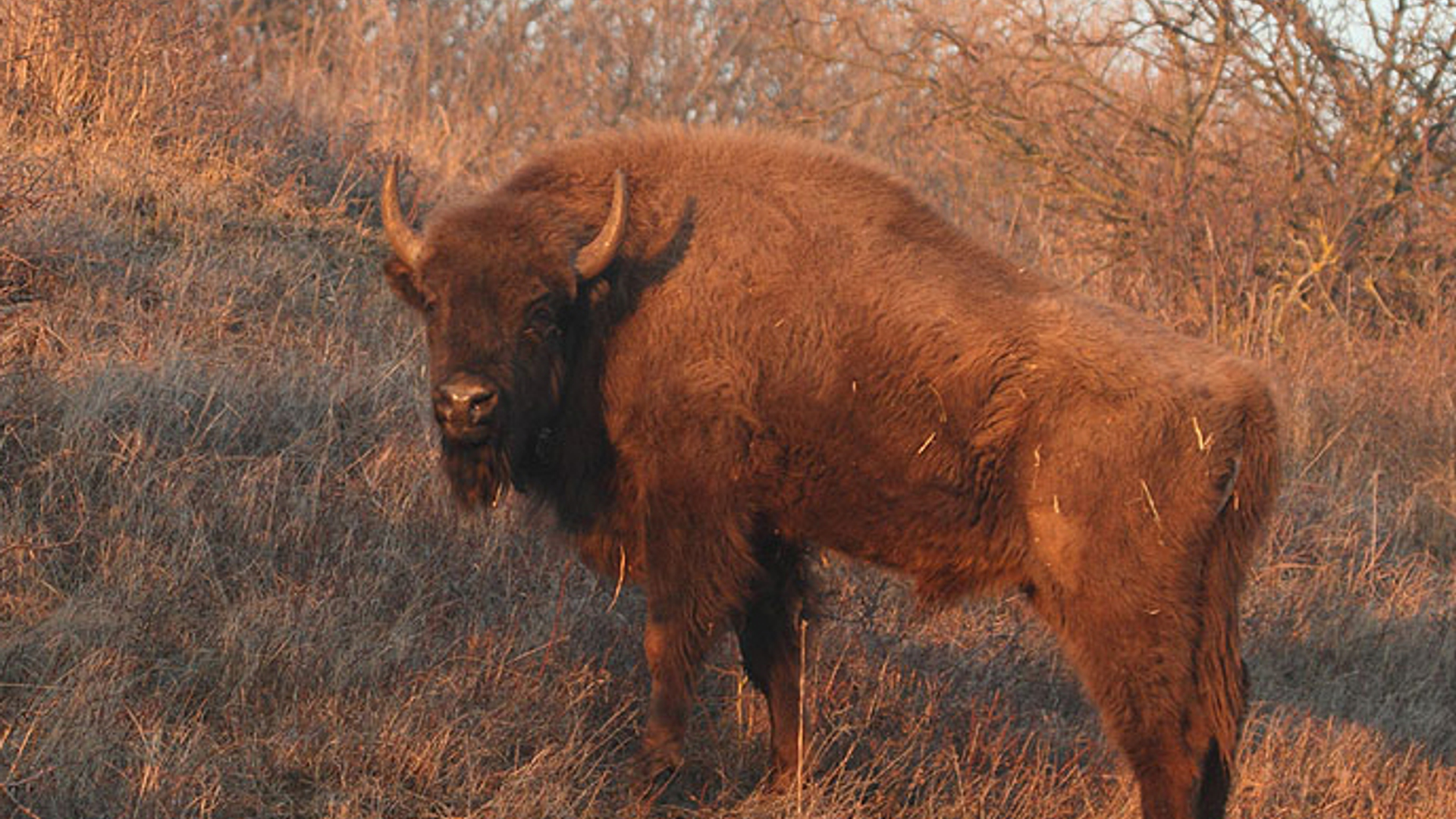 Kraansvlak_2010_03_09_00198a_wisent_stiertje_LL.jpg