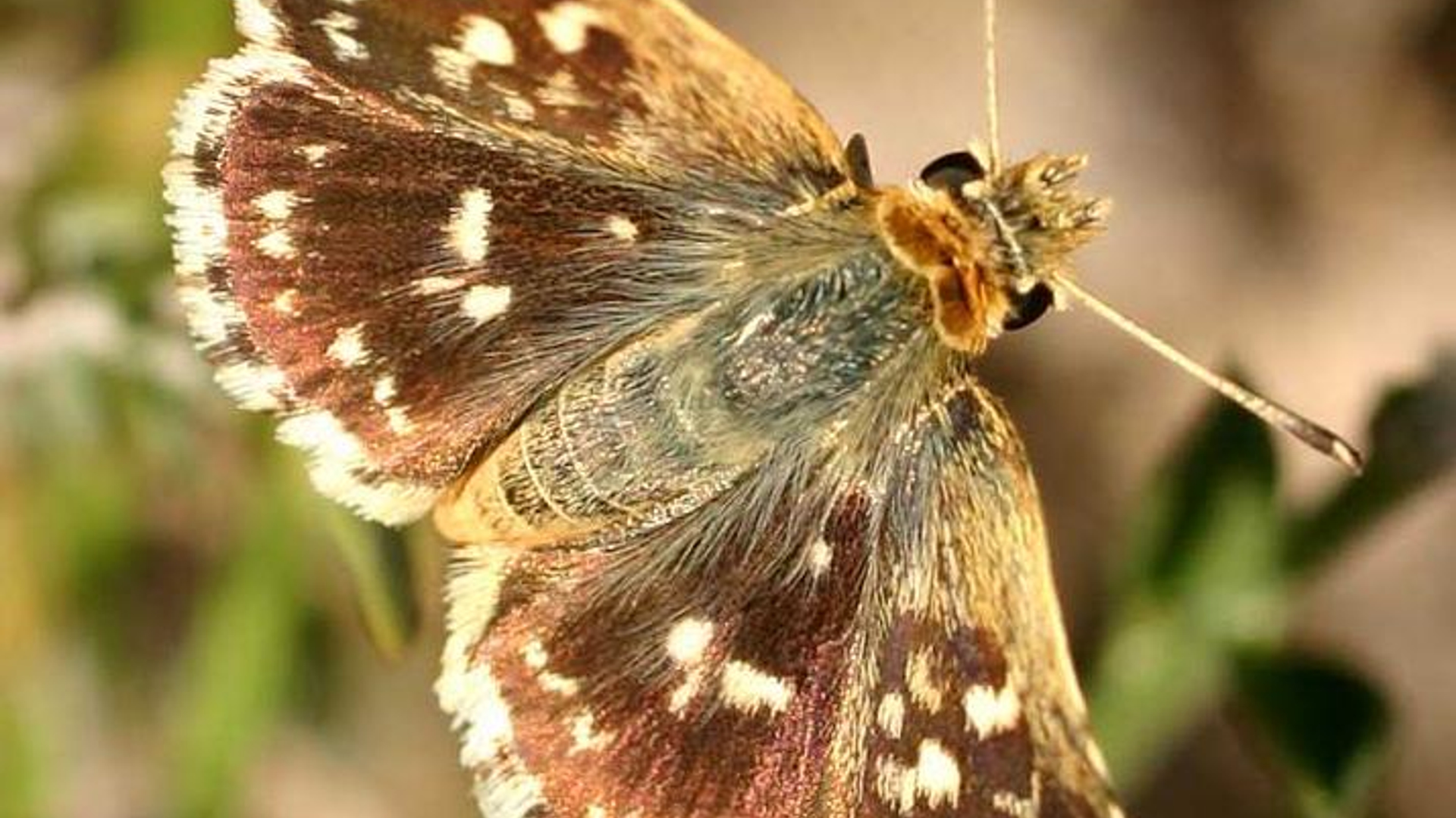 Spialia_sertorius.jpg