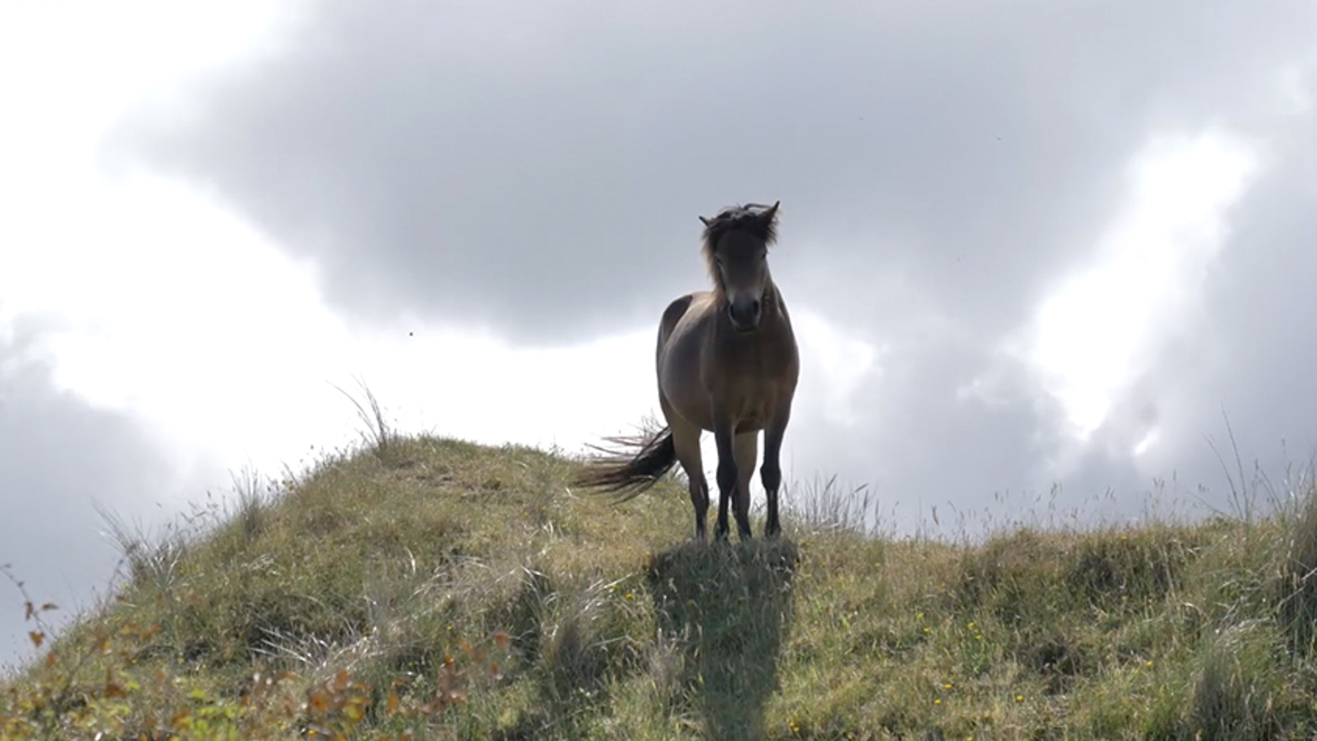 Stoer paard schiermonnikoog