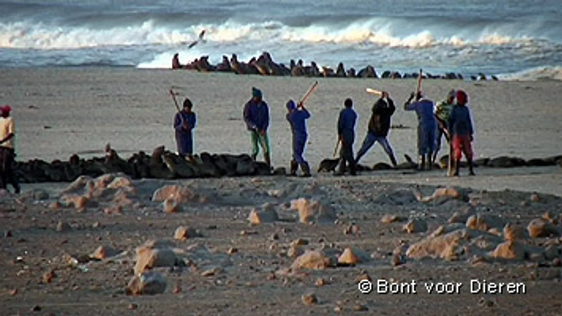 jagers__zeehonden_meppen.jpg