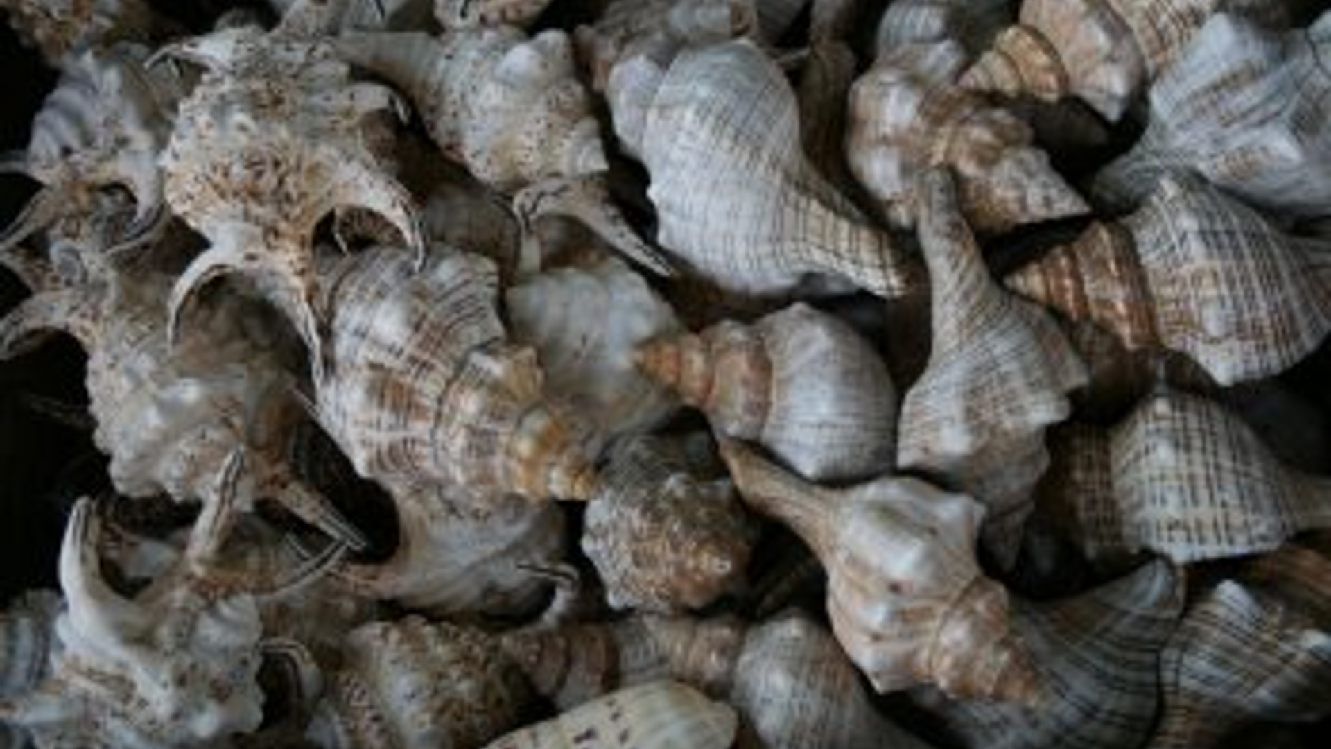 schelpdieren.jpg
