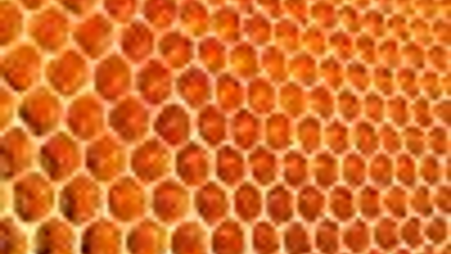 972191_honey_comb_01.jpg