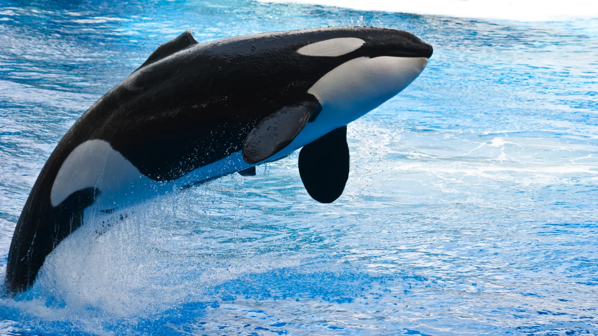 orka_02.jpg