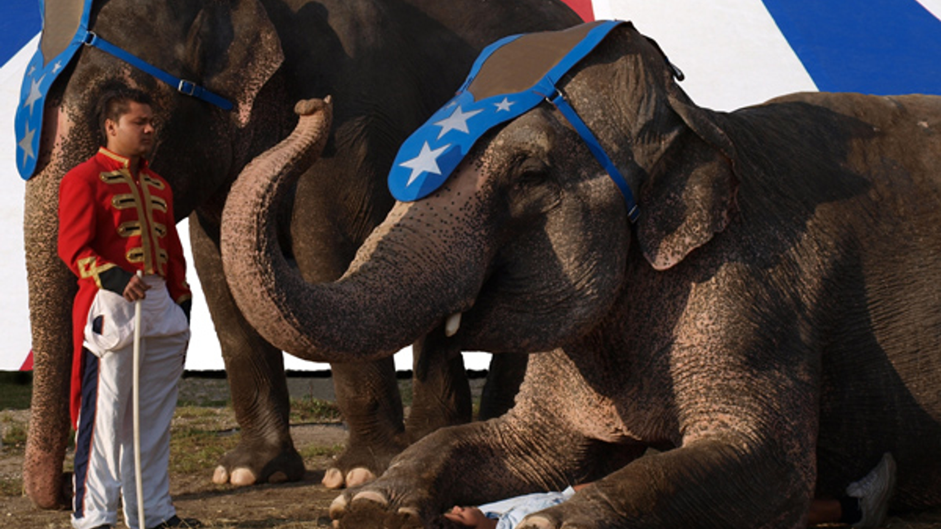 olifant_circus.jpg