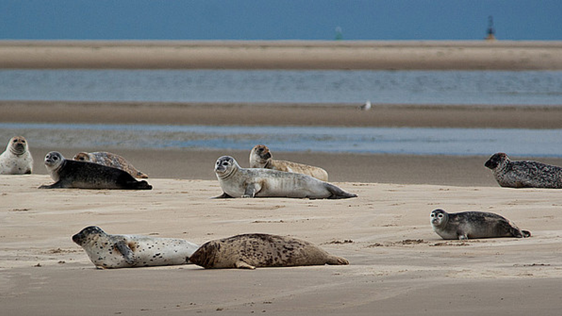 zeehonden-hansschouten.jpg
