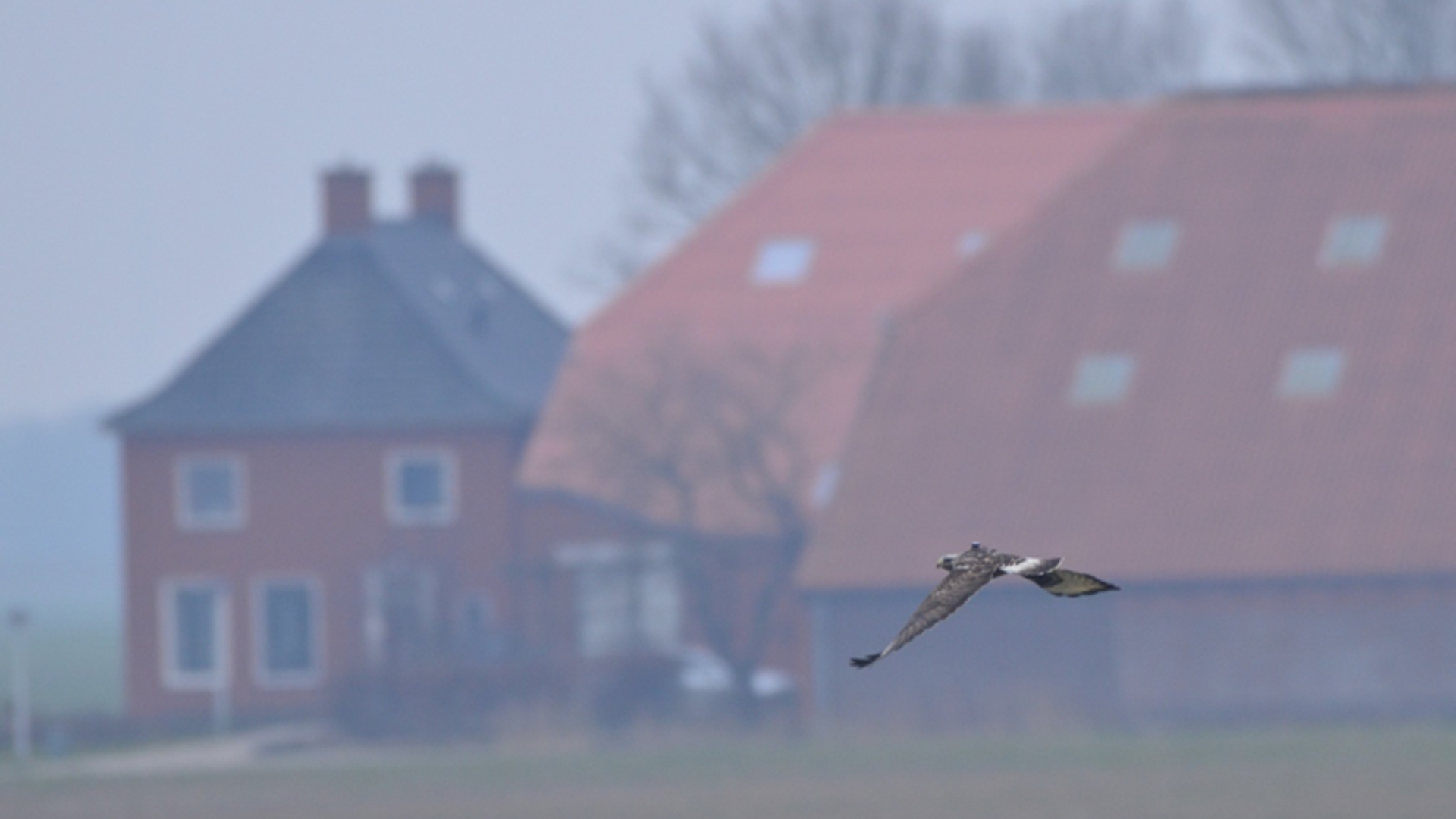 Gezenderde ruigpootbuizerd