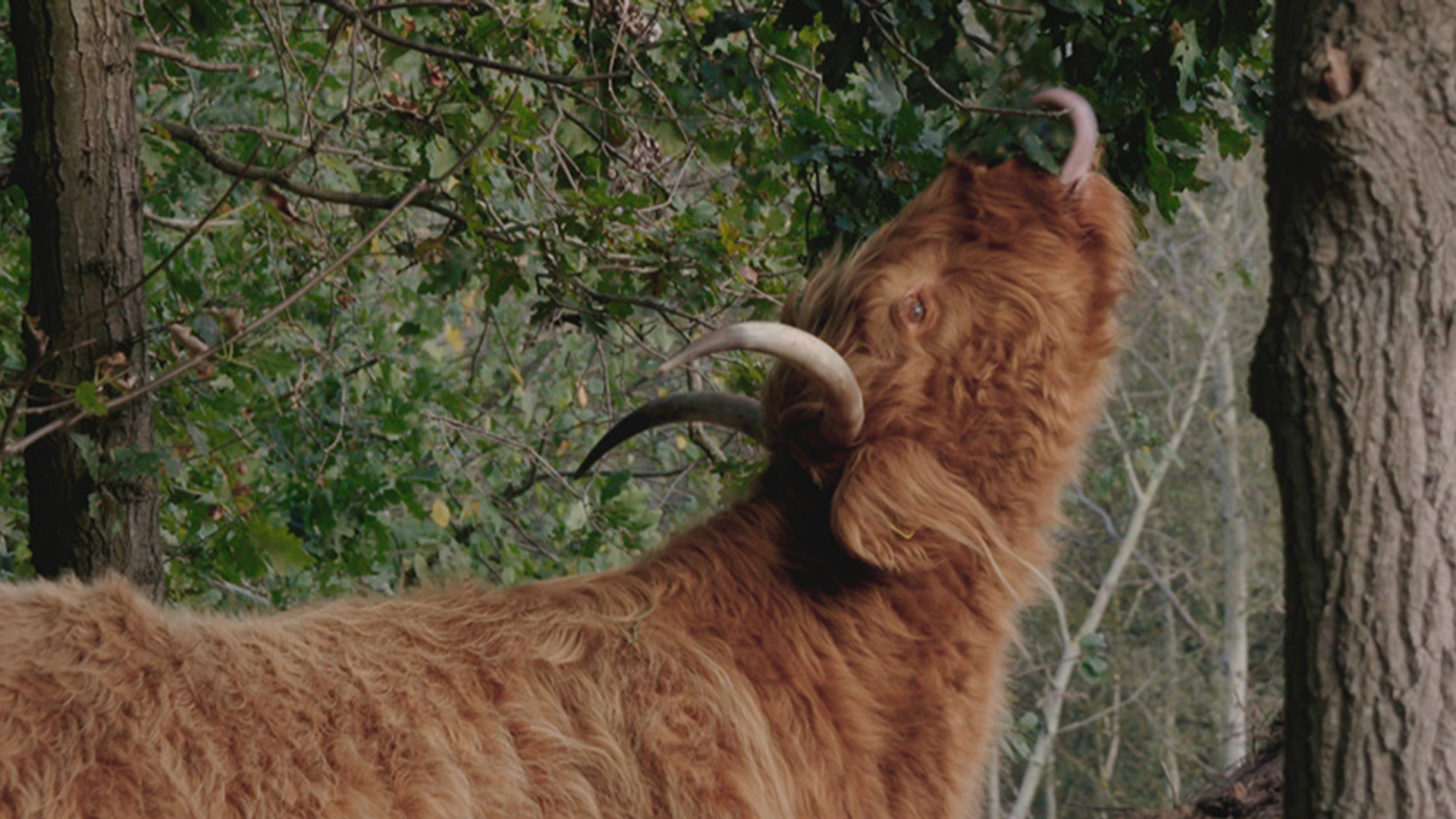 KENNEMRERLAND_FINAL_frame_24767