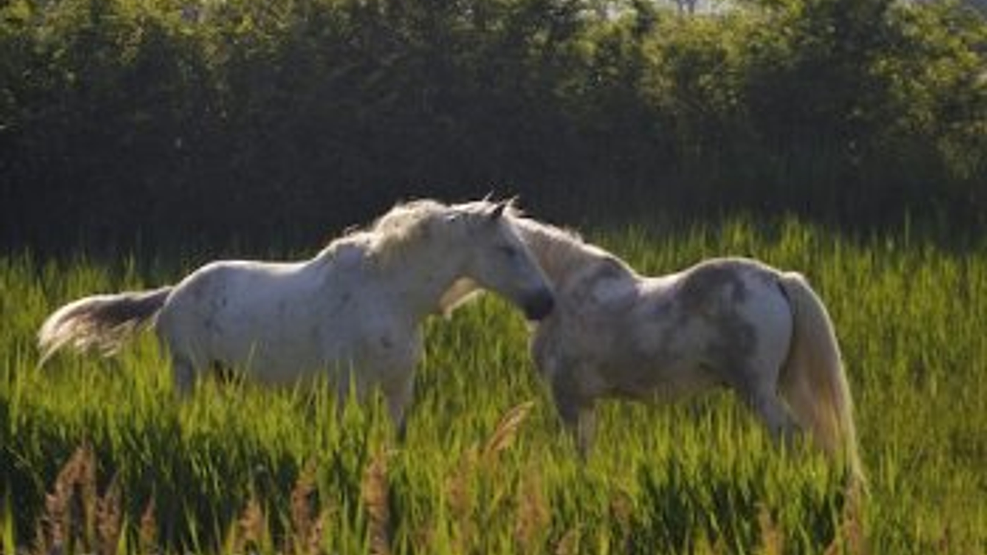 paarden.jpg